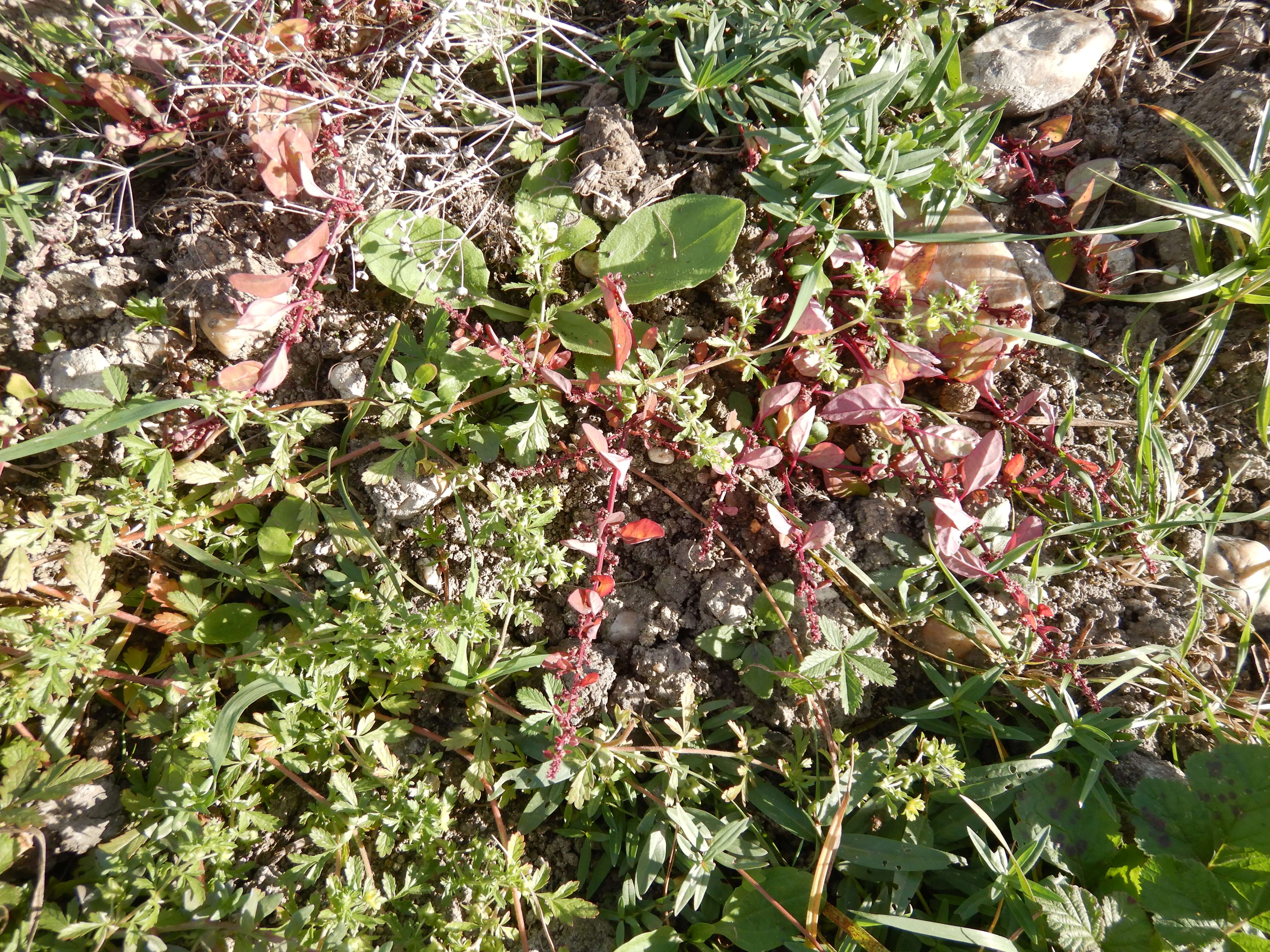 DSCN4527 Parndorf, 2023-10-21, Feuchtacker-NSG, Potentilla supina, Chenopodium polyspermum.jpg