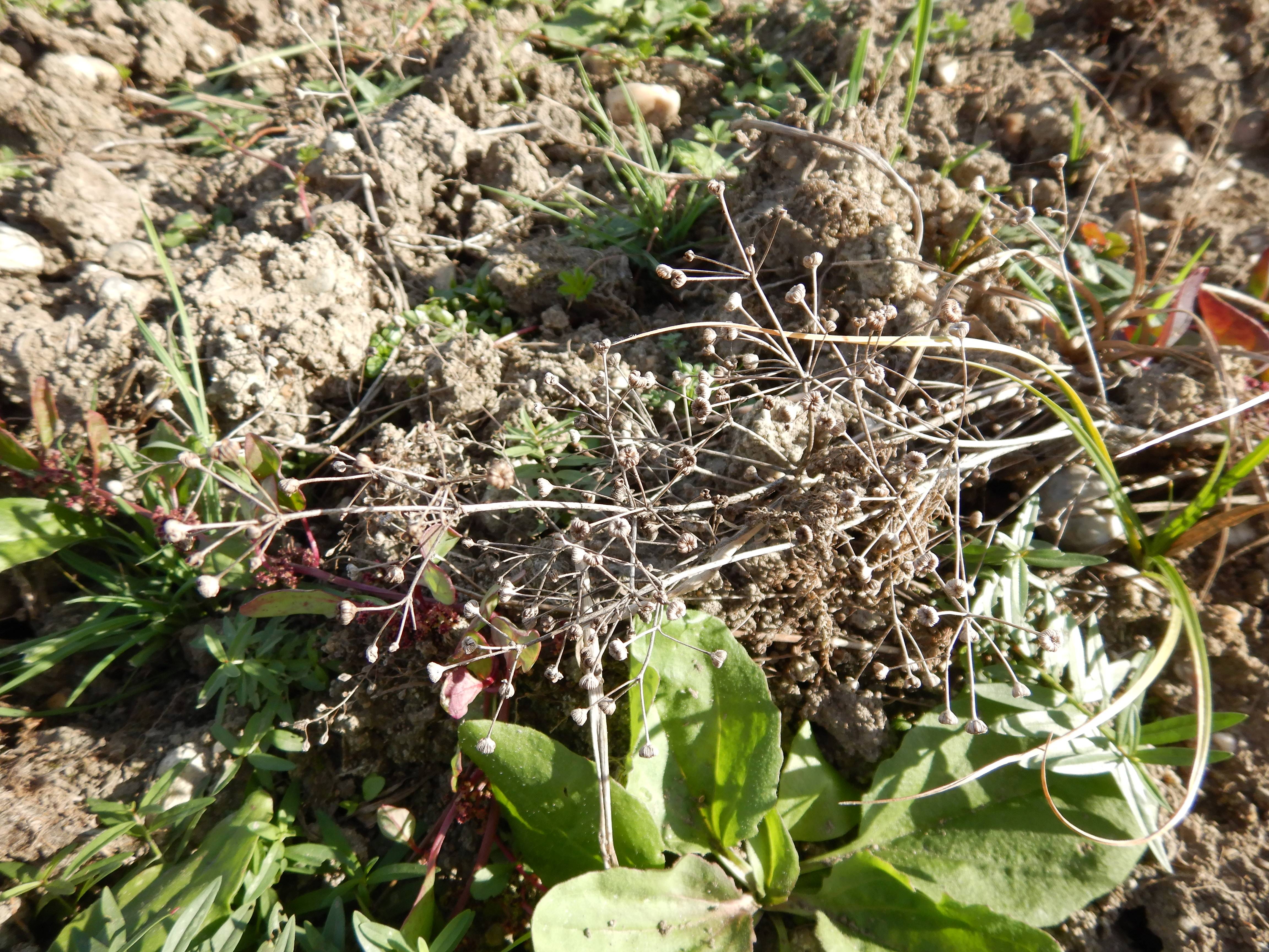 DSCN4528 Parndorf, 2023-10-21, Feuchtacker-NSG, Alisma lanceolatum.jpg