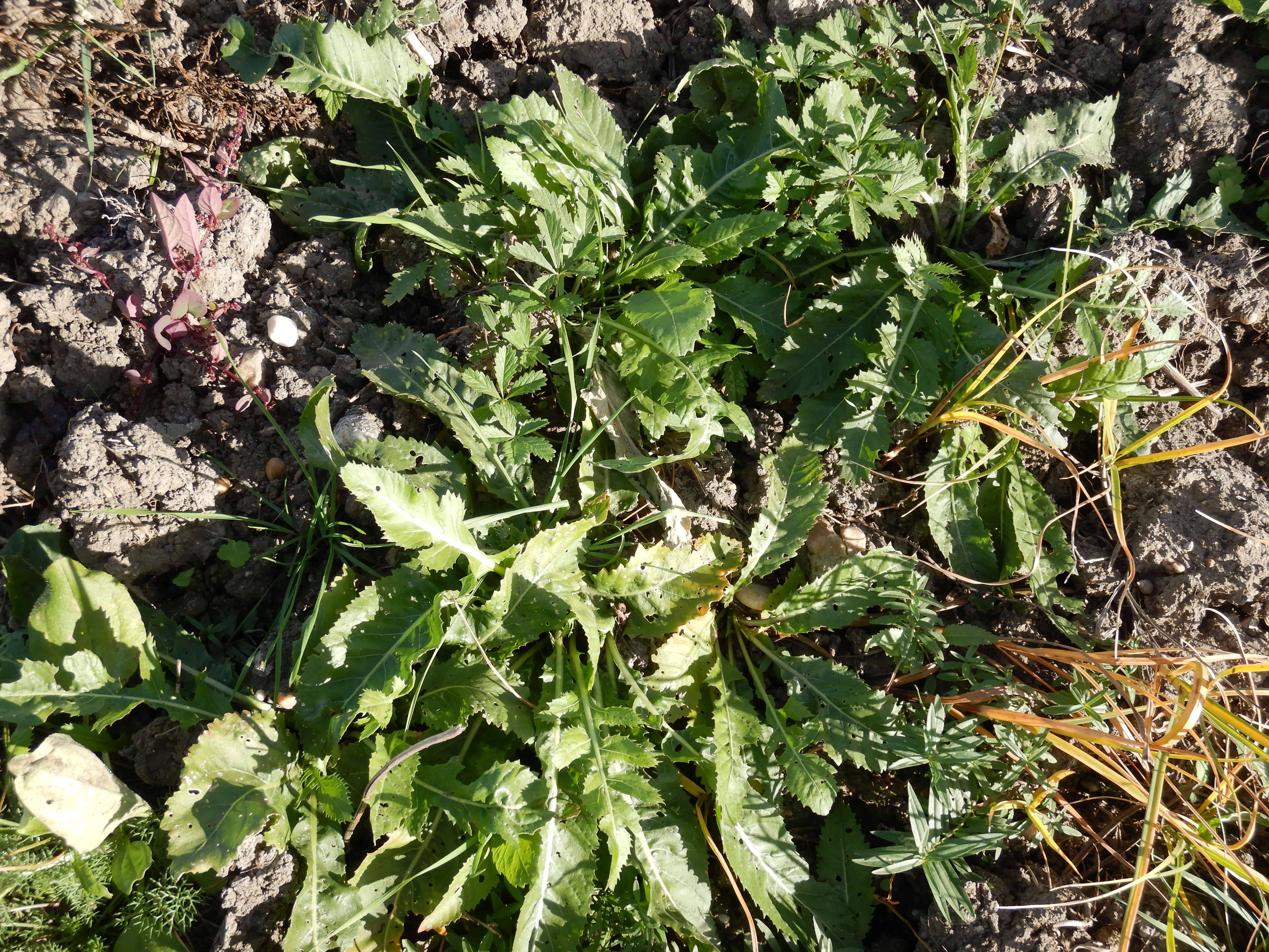 DSCN4530 Parndorf, 2023-10-21, Feuchtacker-NSG, Rorippa sp., Potentilla reptans, Bolboschoenus maritimus sensu lato.jpg