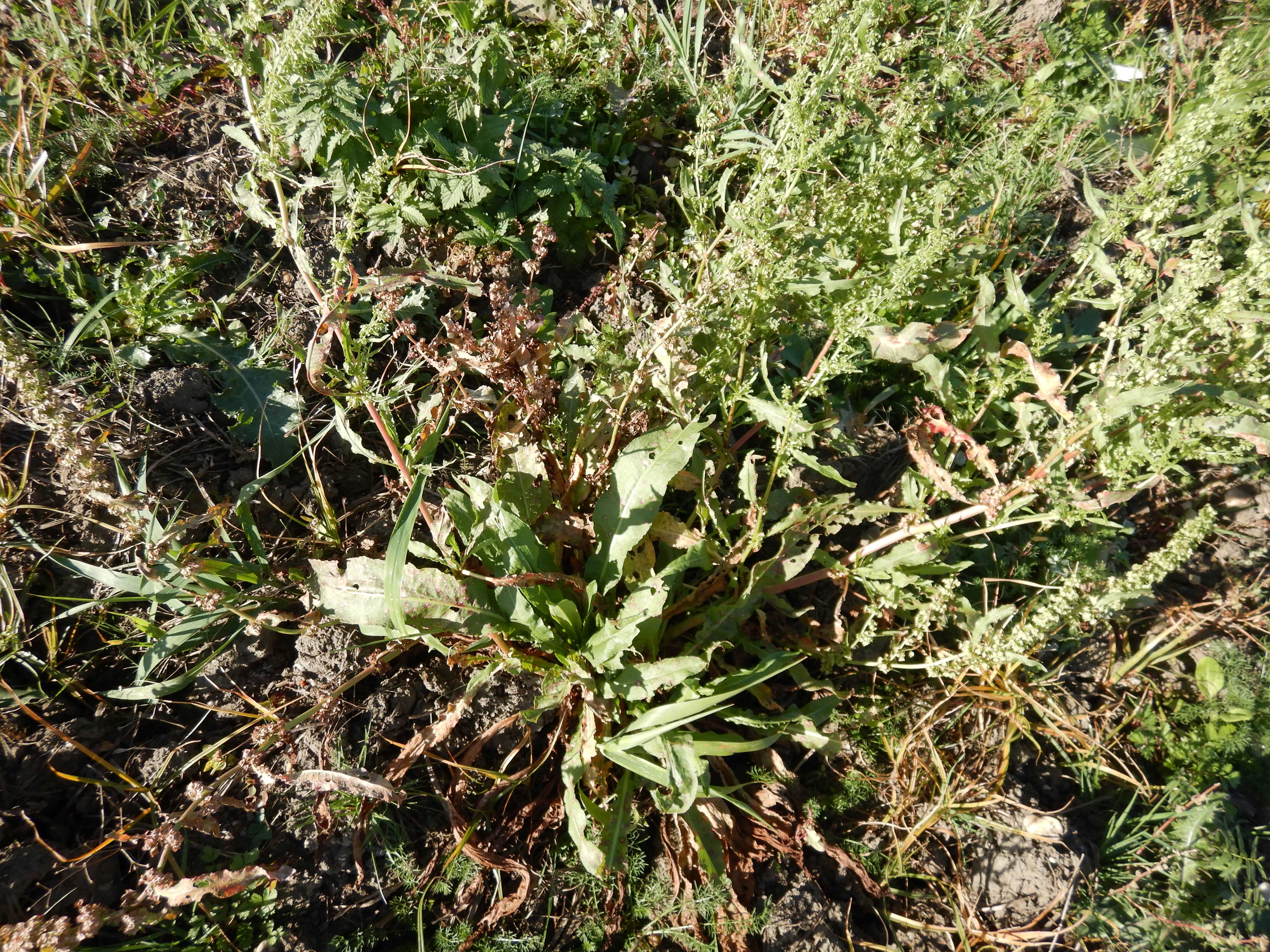 DSCN4543 Parndorf, 2023-10-21, Feuchtacker-NSG, Rumex sp.jpg