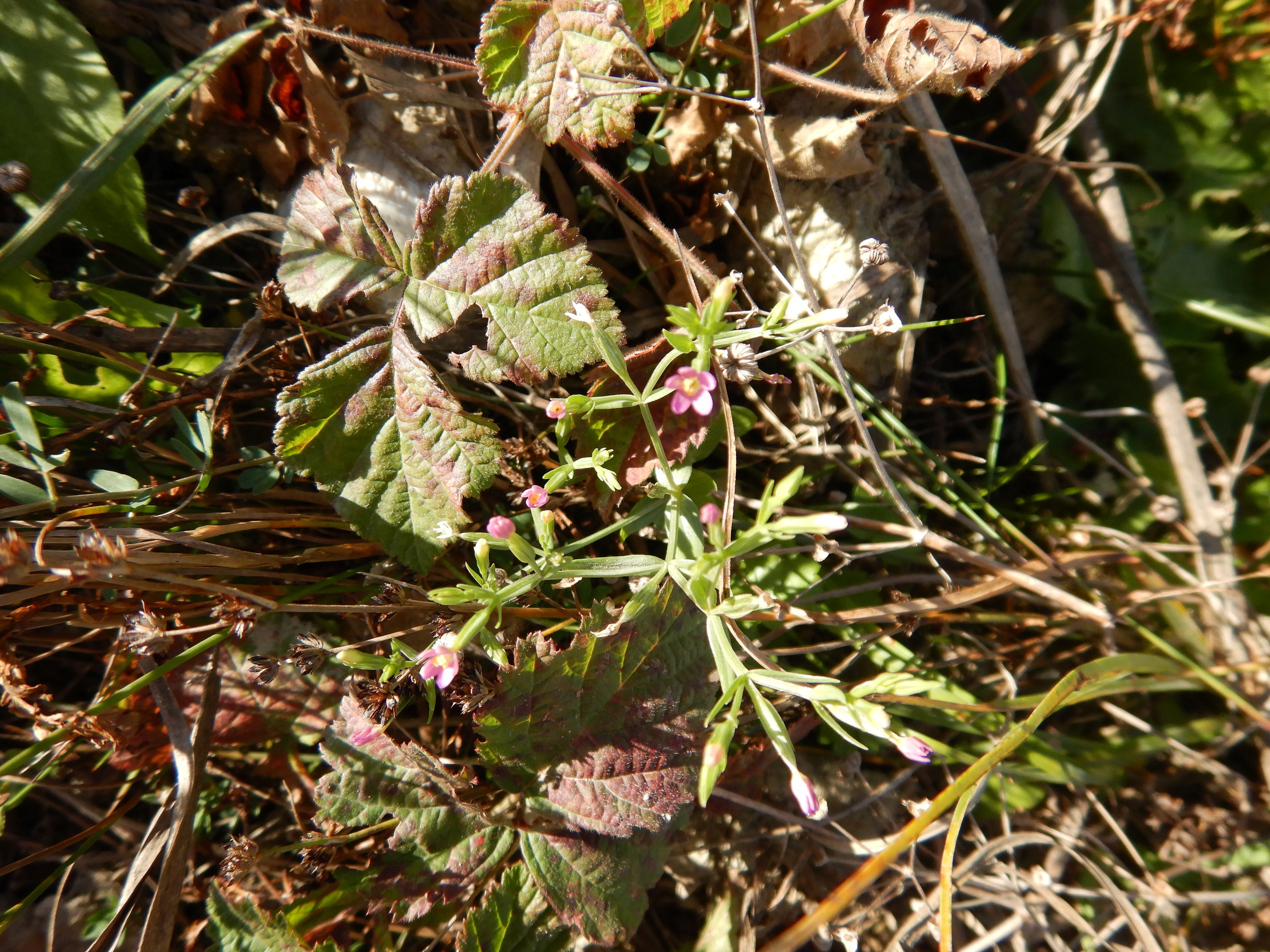 DSCN4559 Parndorf, 2023-10-21, Feuchtacker-NSG, Centaurium pulchellum.jpg