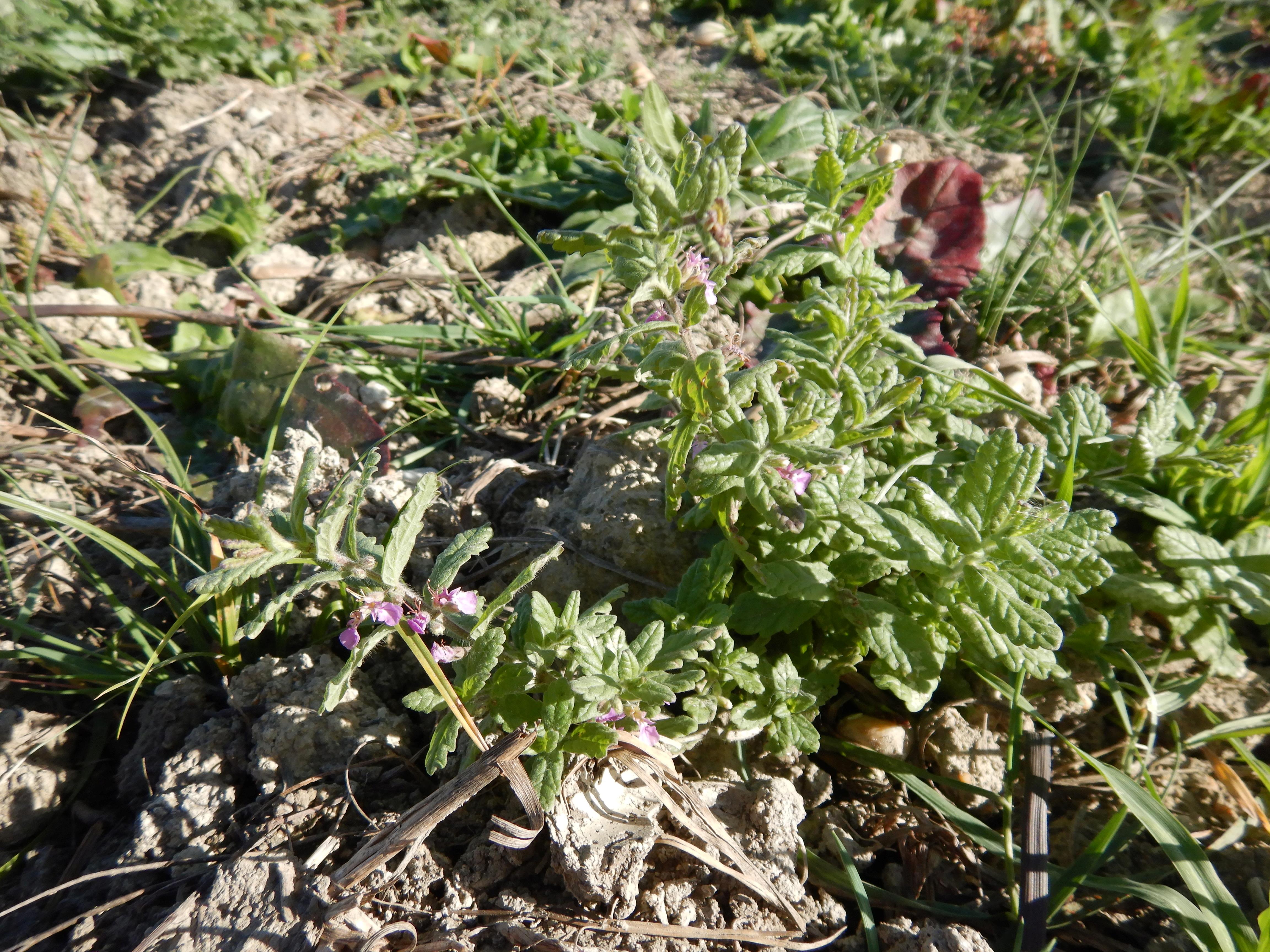 DSCN4566 Parndorf, 2023-10-21, Feuchtacker-NSG, Teucrium scordium.jpg