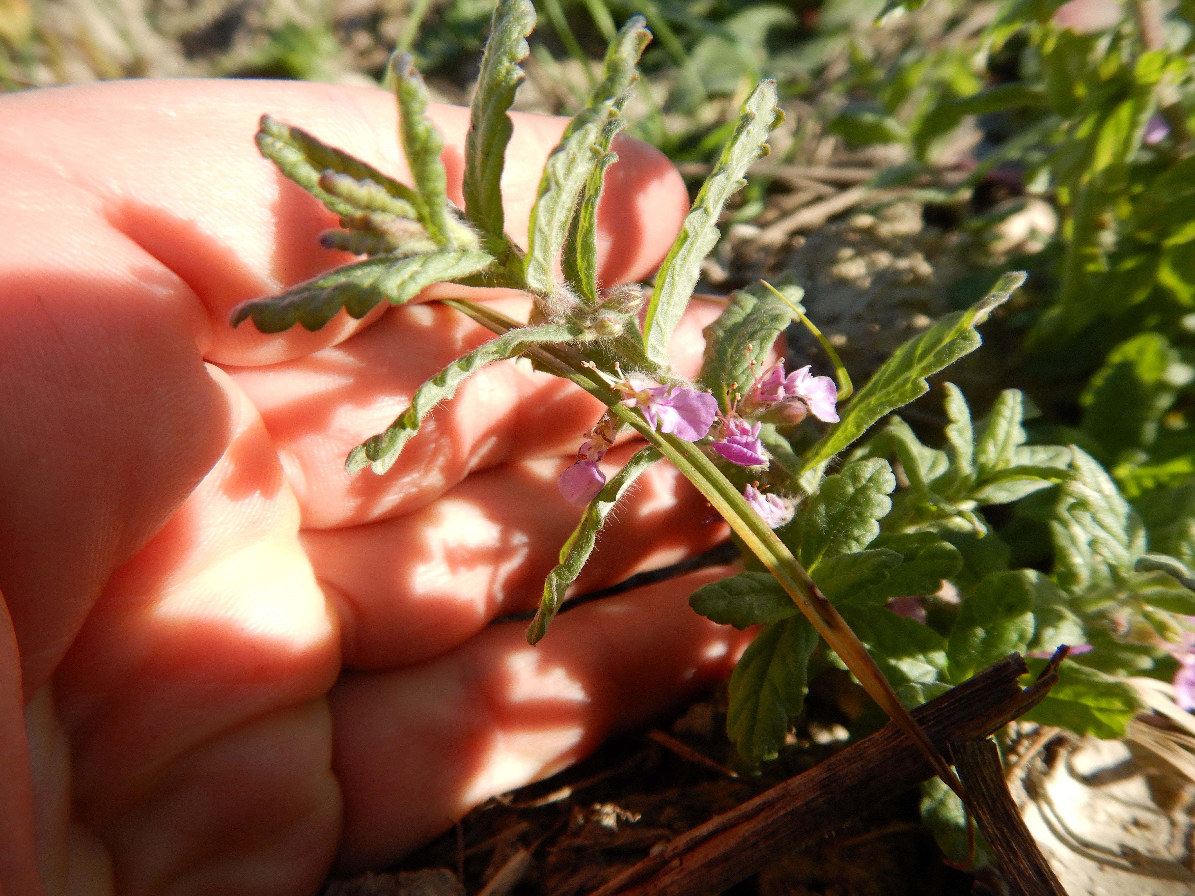 DSCN4567 Parndorf, 2023-10-21, Feuchtacker-NSG, Teucrium scordium.jpg