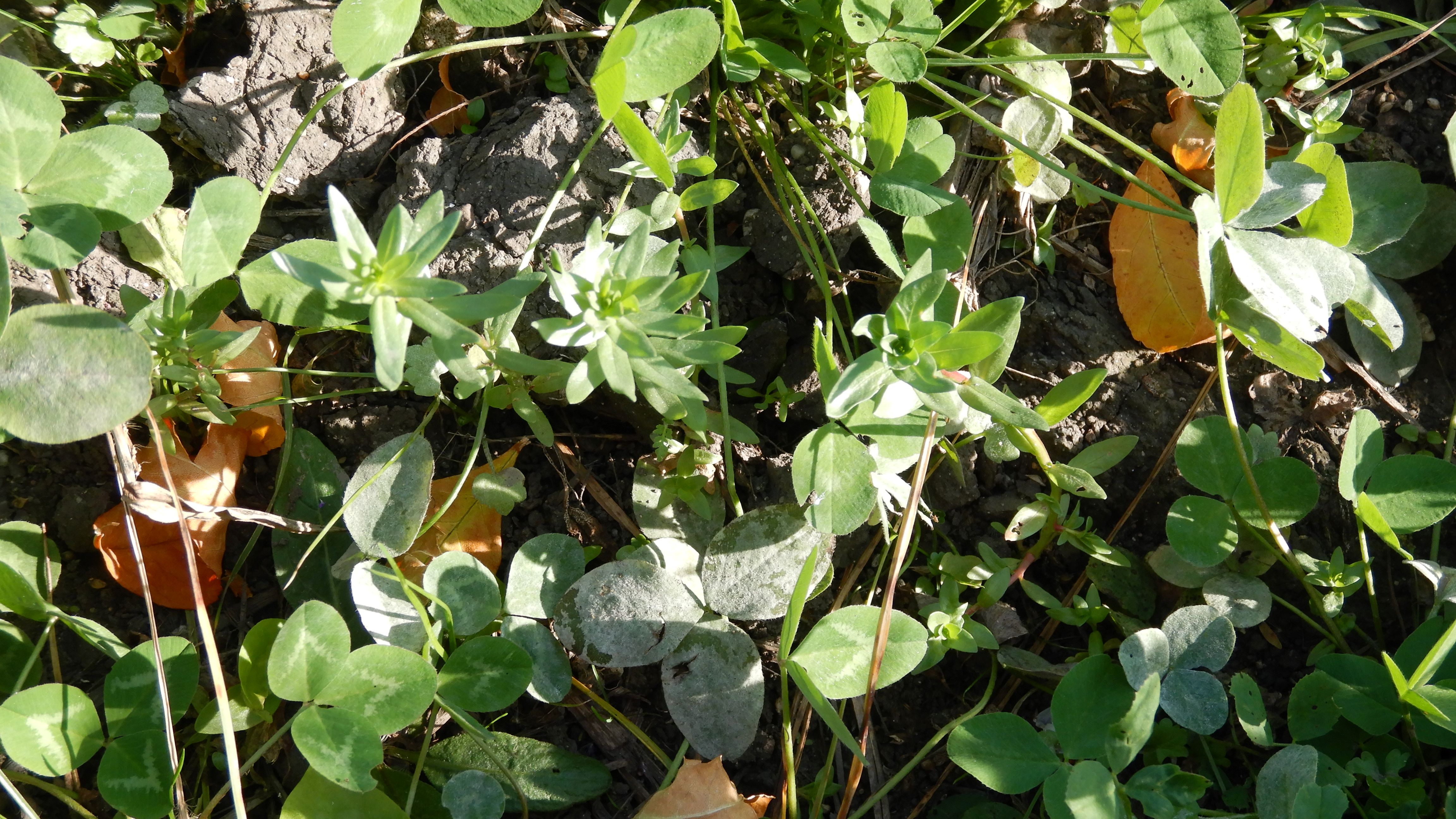 DSCN4589 Parndorf, 2023-10-21, Feuchtacker-NSG, Kleefeld, Lythrum hyssopifolium.jpg