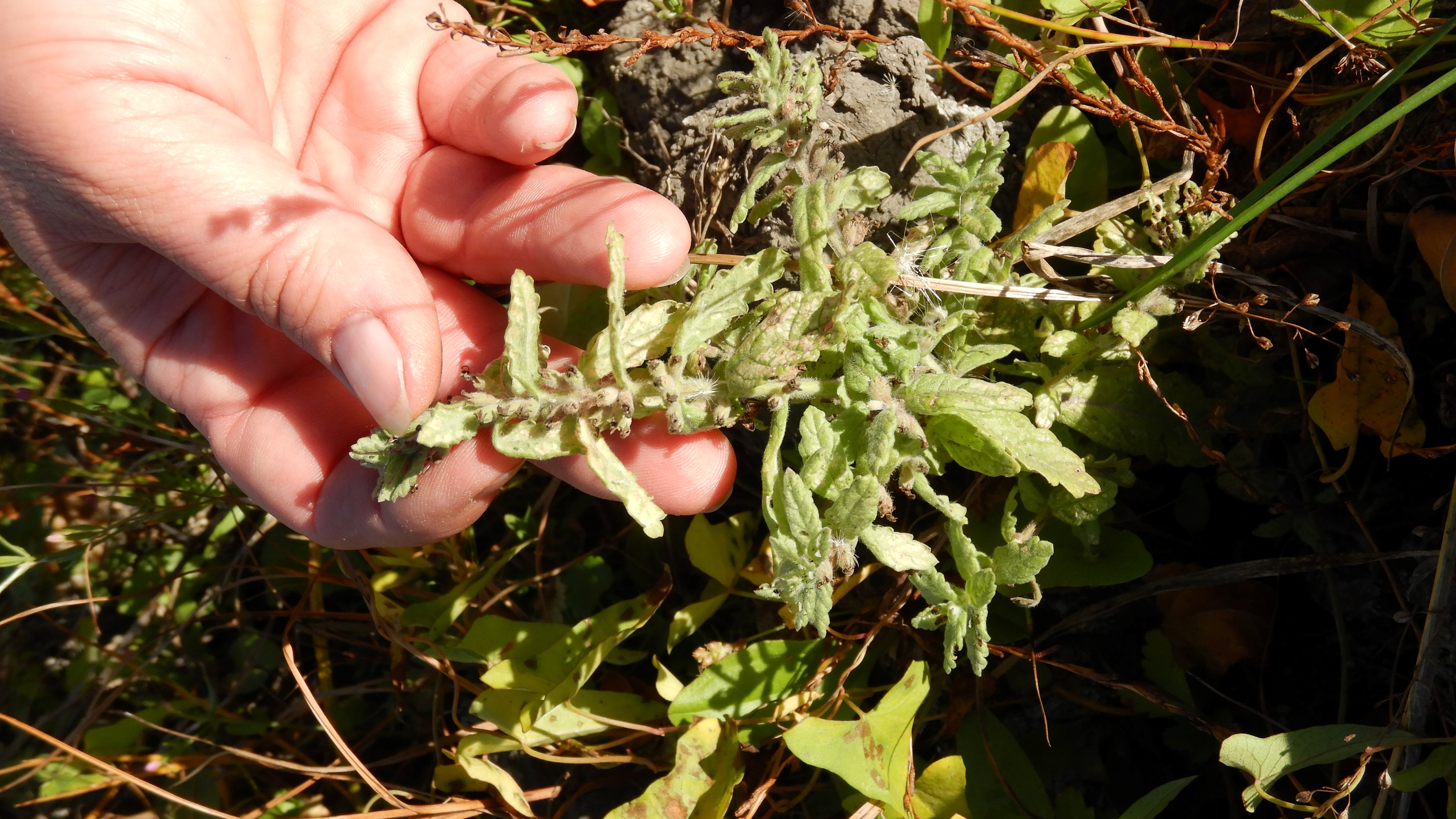 DSCN4607 Parndorf, 2023-10-21, Feuchtacker-NSG, Kleefeld, Teucrium scordium.jpg