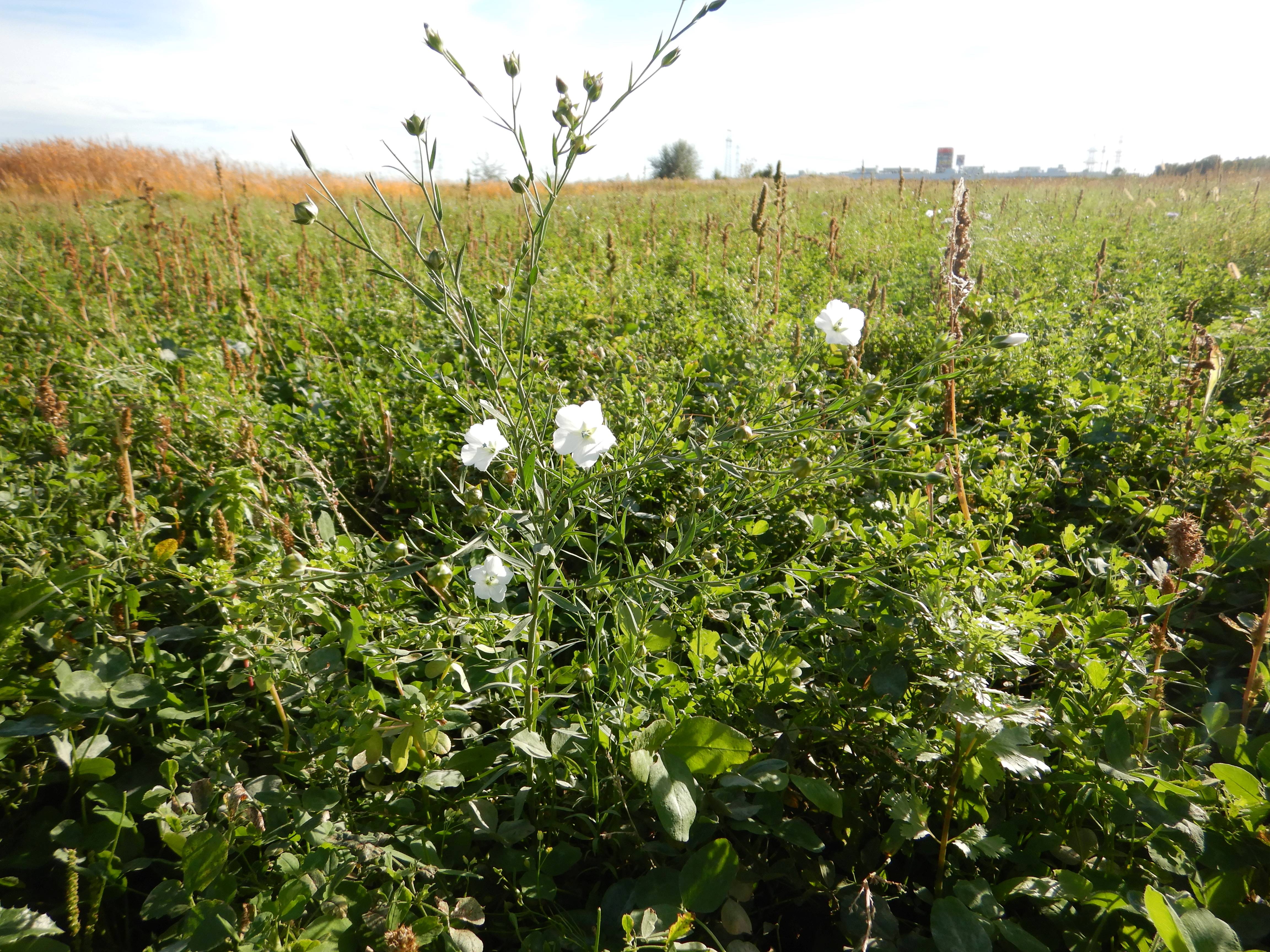 DSCN4625 Parndorf, 2023-10-21, Feuchtacker-NSG, Kleefeld, Linum sp. eingesät.jpg