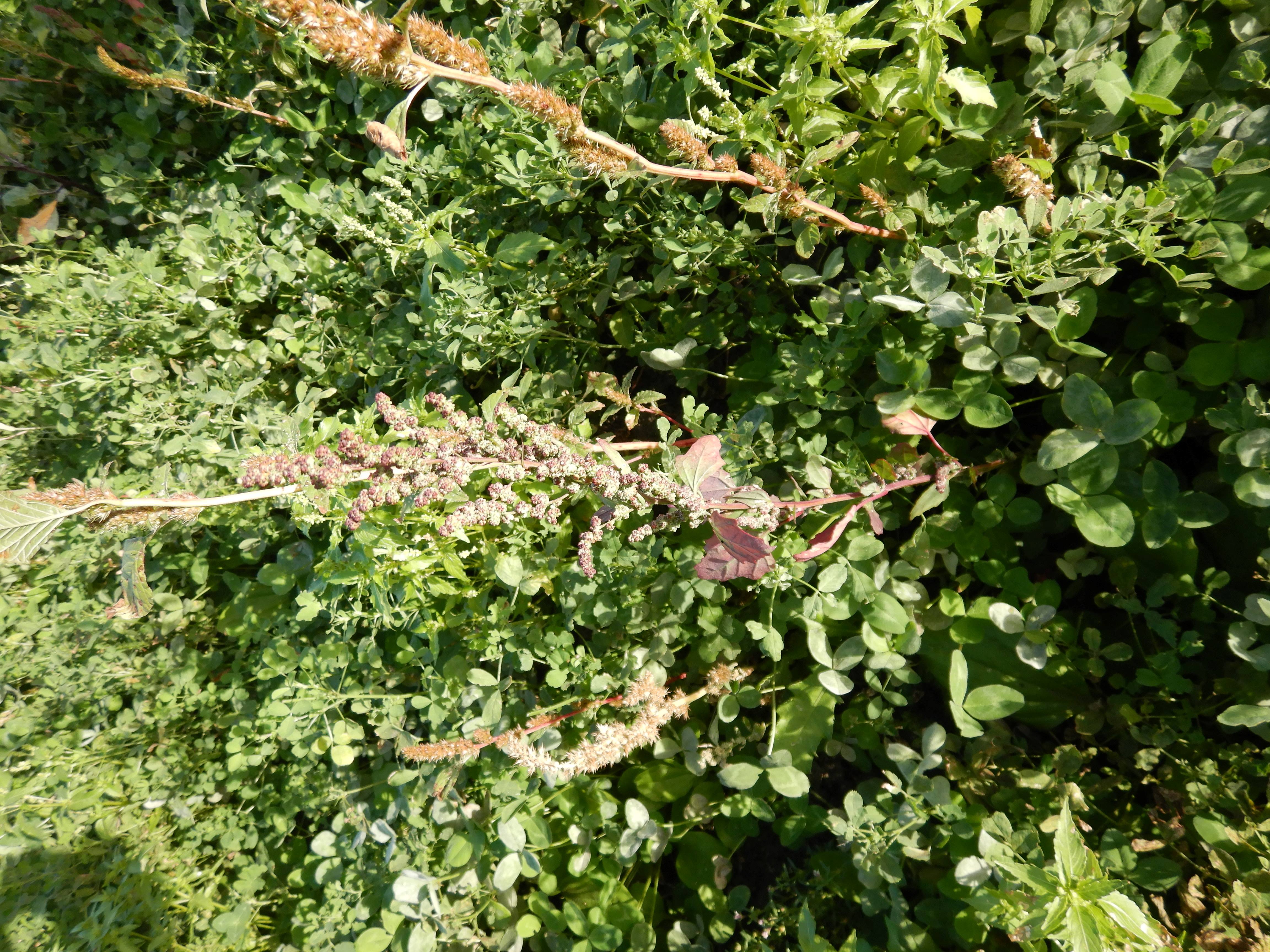 DSCN4648 Parndorf, 2023-10-21, Feuchtacker-NSG, Kleefeld, Chenopodium sp.jpg