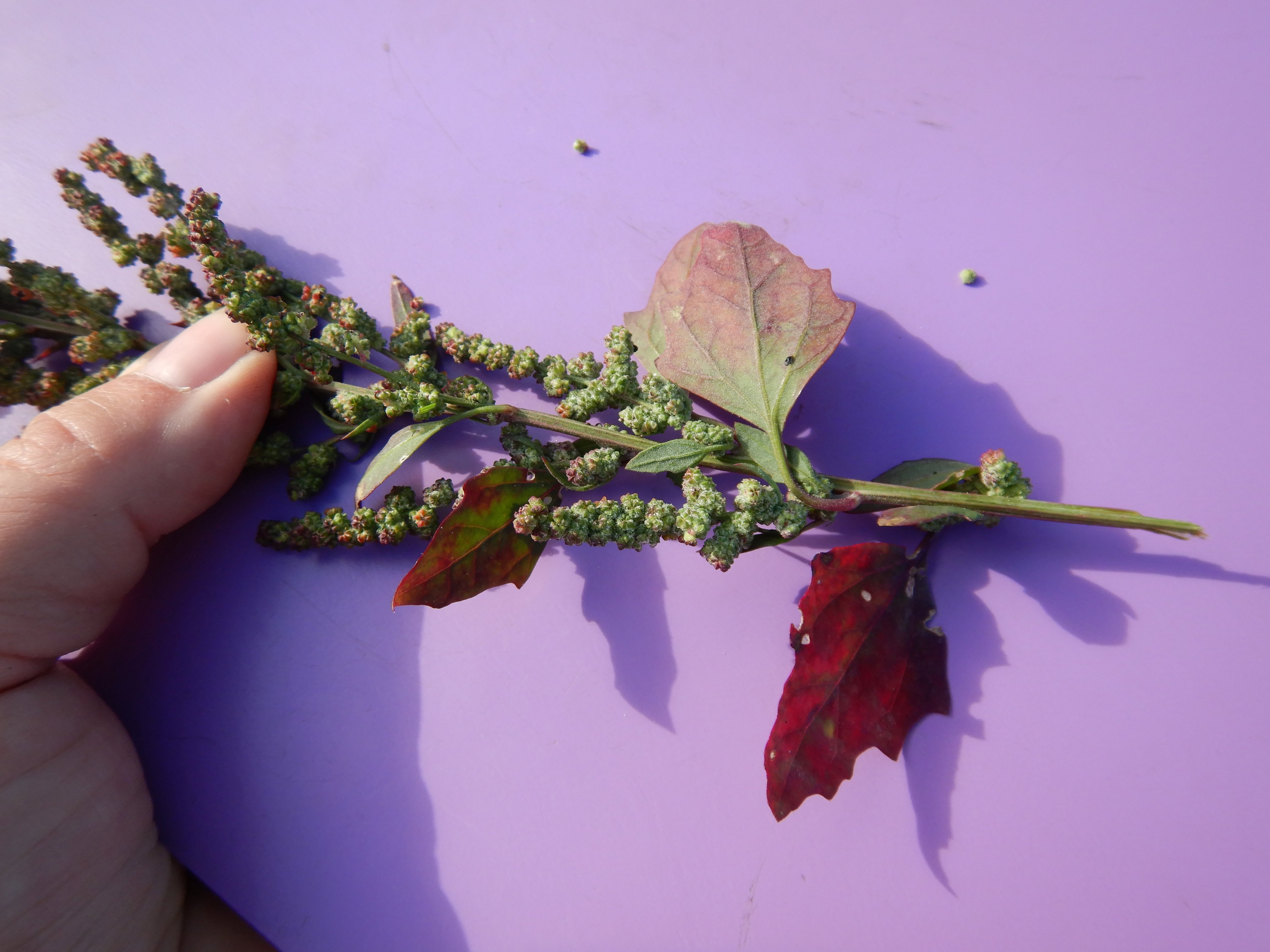 DSCN4650 Parndorf, 2023-10-21, Feuchtacker-NSG, Kleefeld, Chenopodium sp.jpg