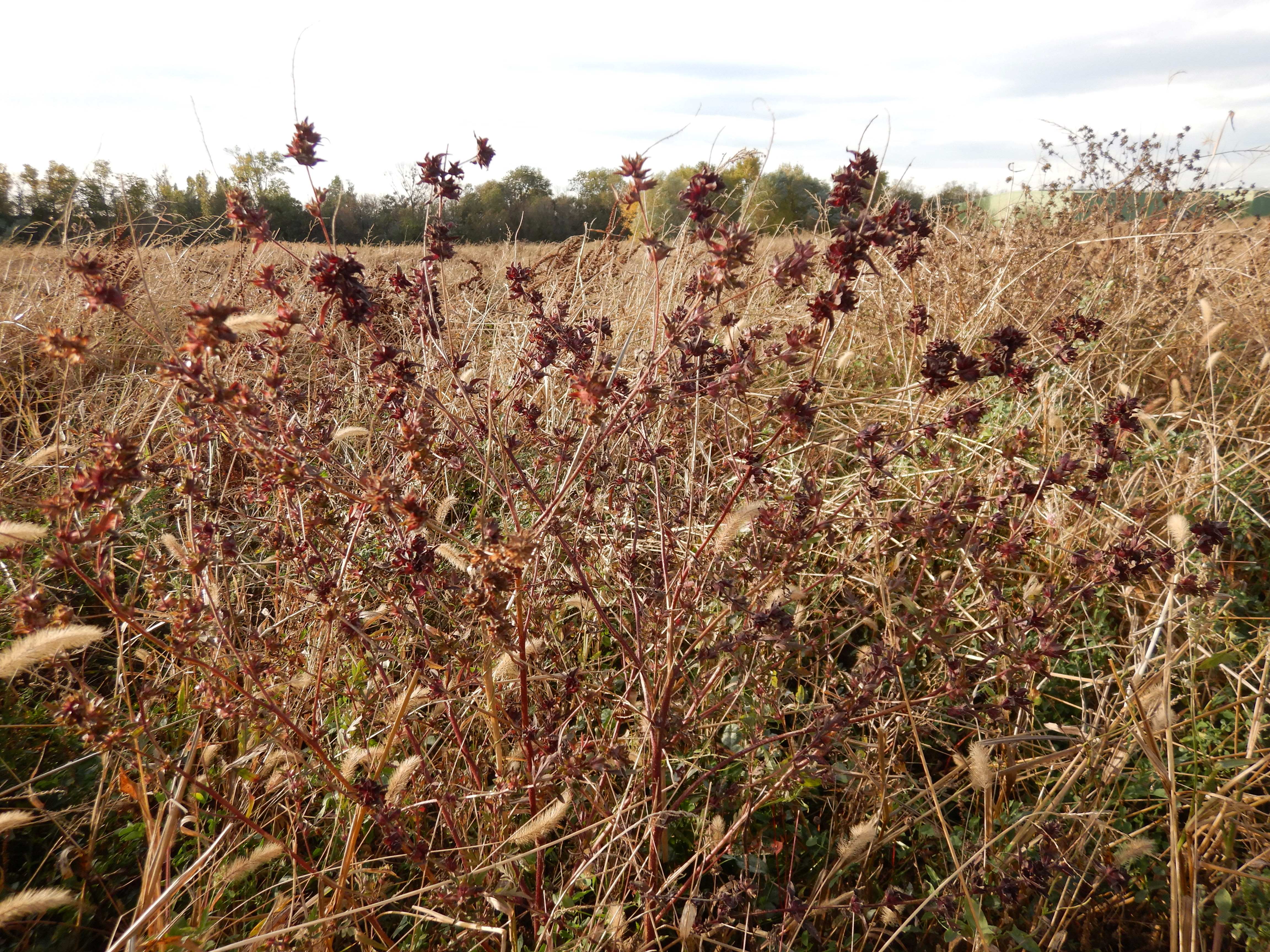 DSCN4726 Parndorf, 2023-10-21, Feuchtacker-NSG, Sutte, Rätselpflanze.jpg