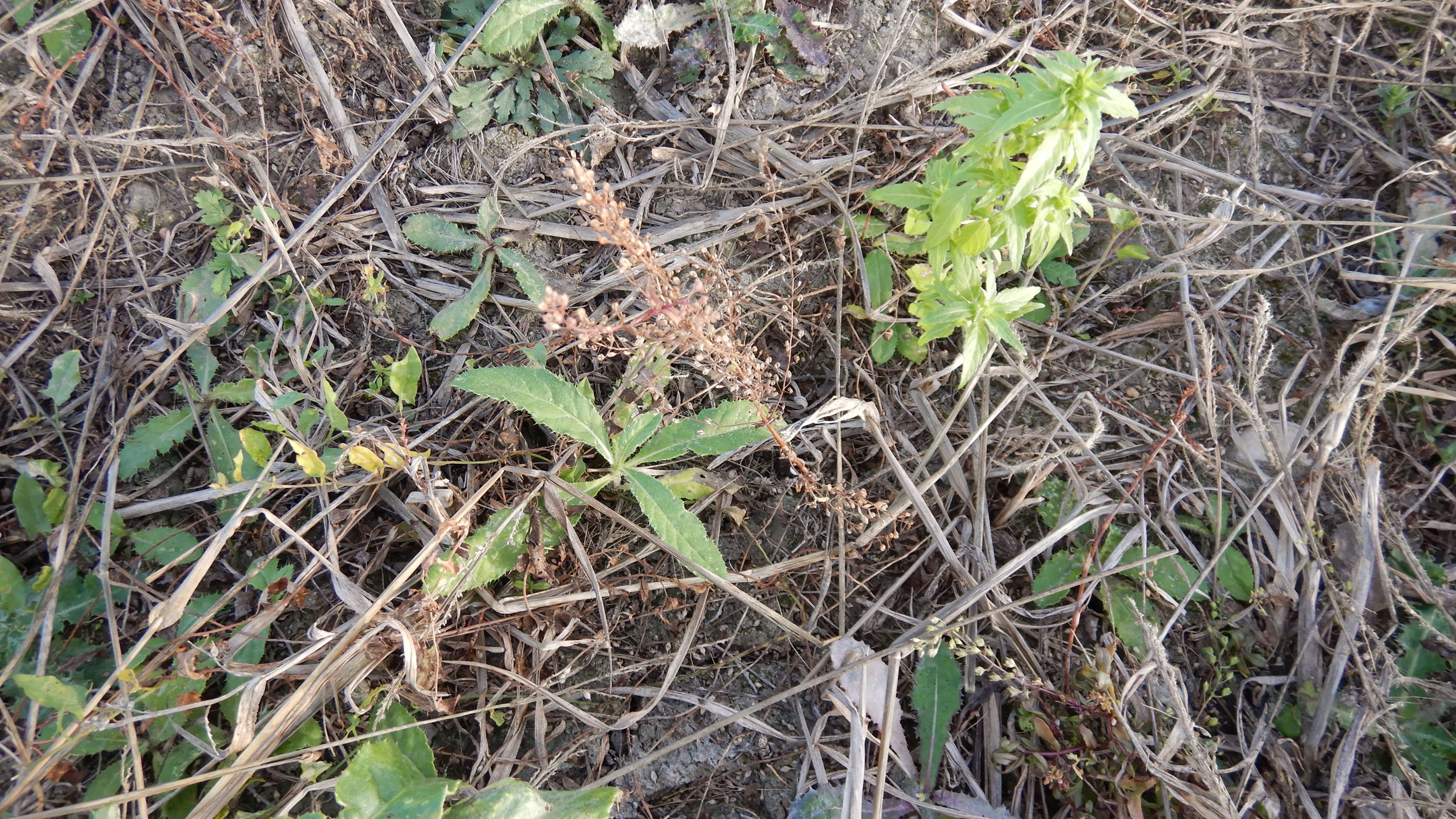 DSCN4701 Parndorf, 2023-10-21, Feuchtacker-NSG, Sutte, Veronica einjährig, cirsium arvense etc.jpg