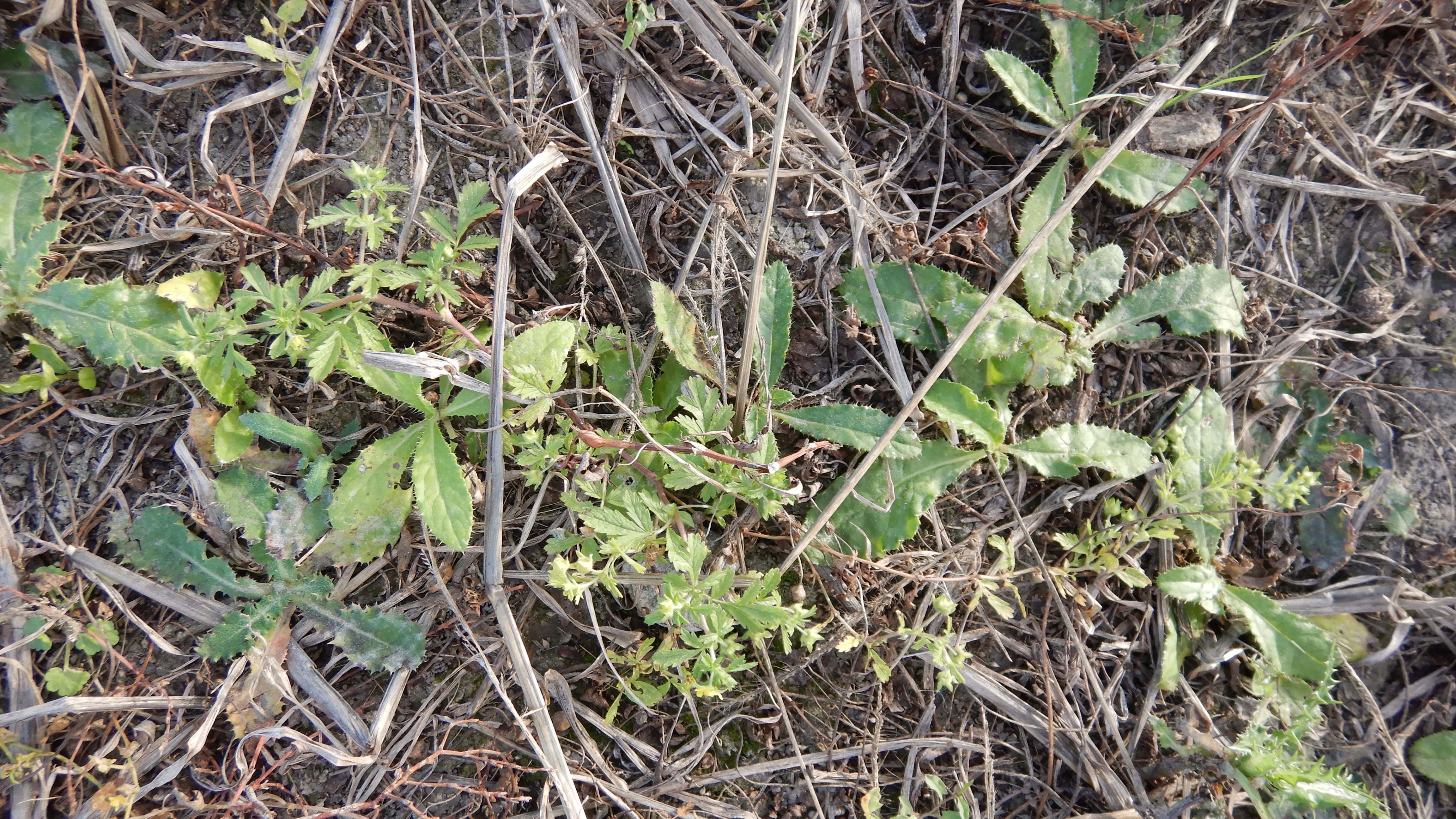 DSCN4703 Parndorf, 2023-10-21, Feuchtacker-NSG, Sutte, Potentilla supina.jpg