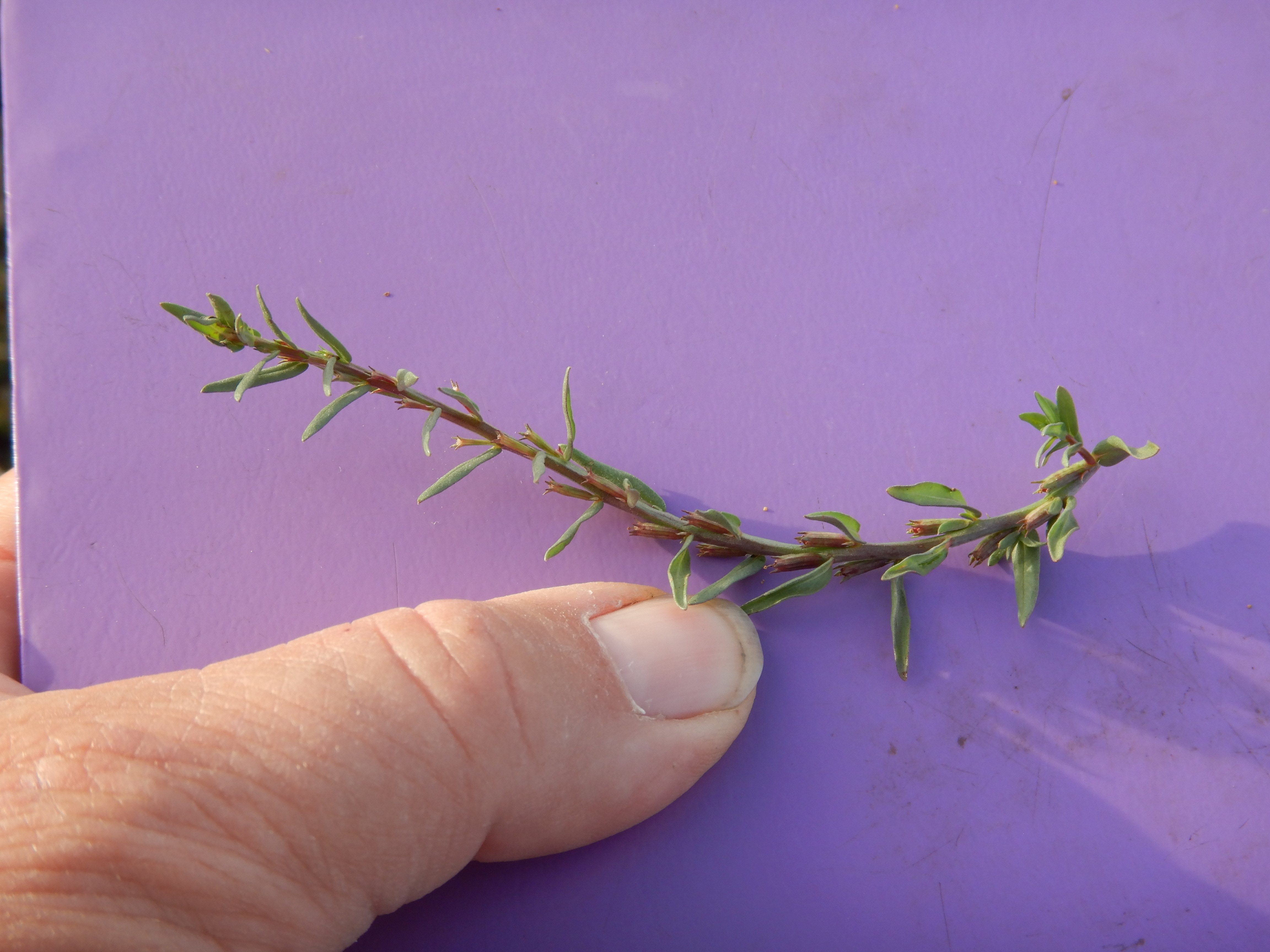 DSCN4715 Parndorf, 2023-10-21, Feuchtacker-NSG, Sutte, Lythrum hyssopifolium.jpg