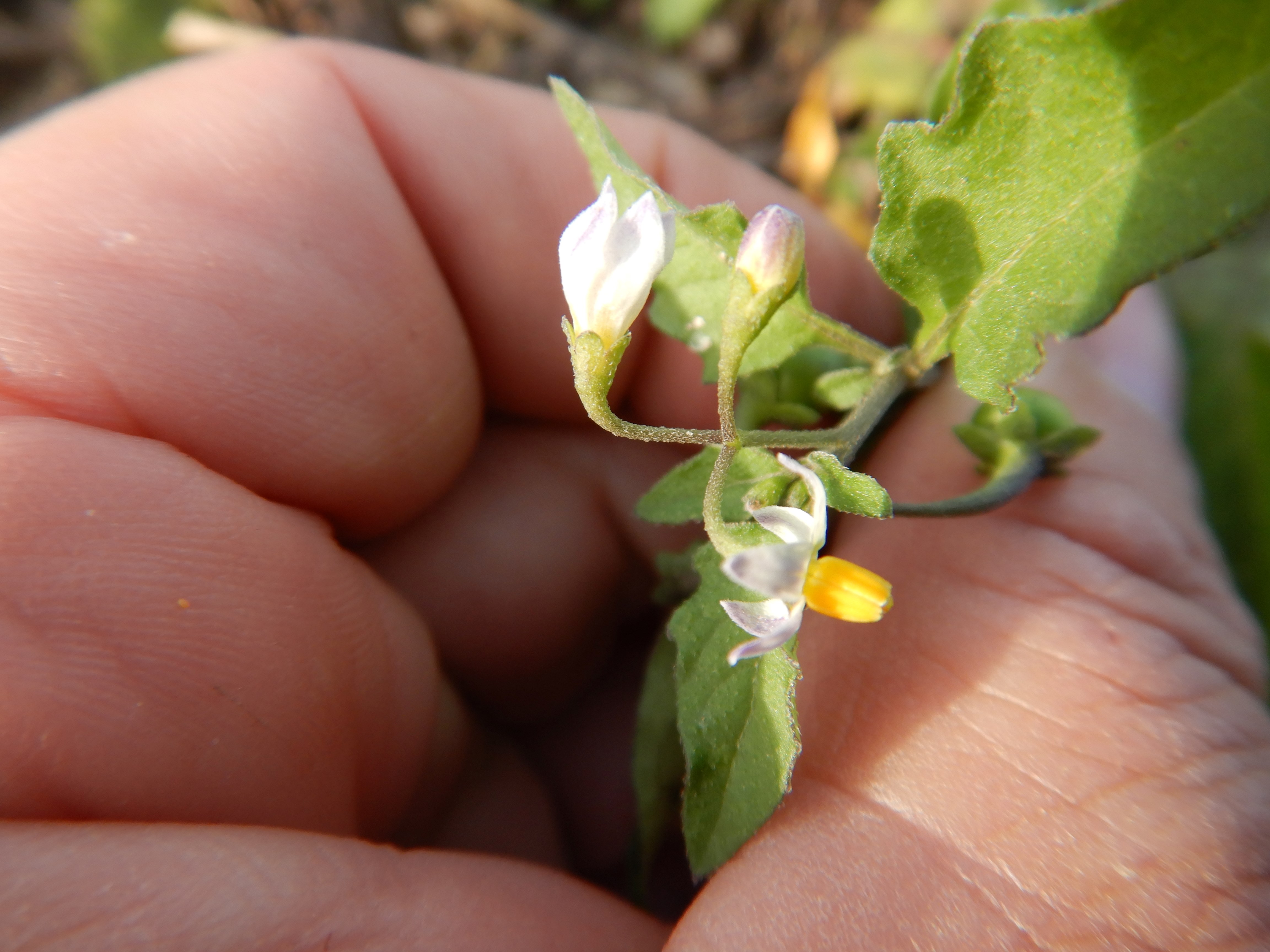 DSCN4719 Parndorf, 2023-10-21, Feuchtacker-NSG, Sutte, Solanum nigrum s.l.jpg