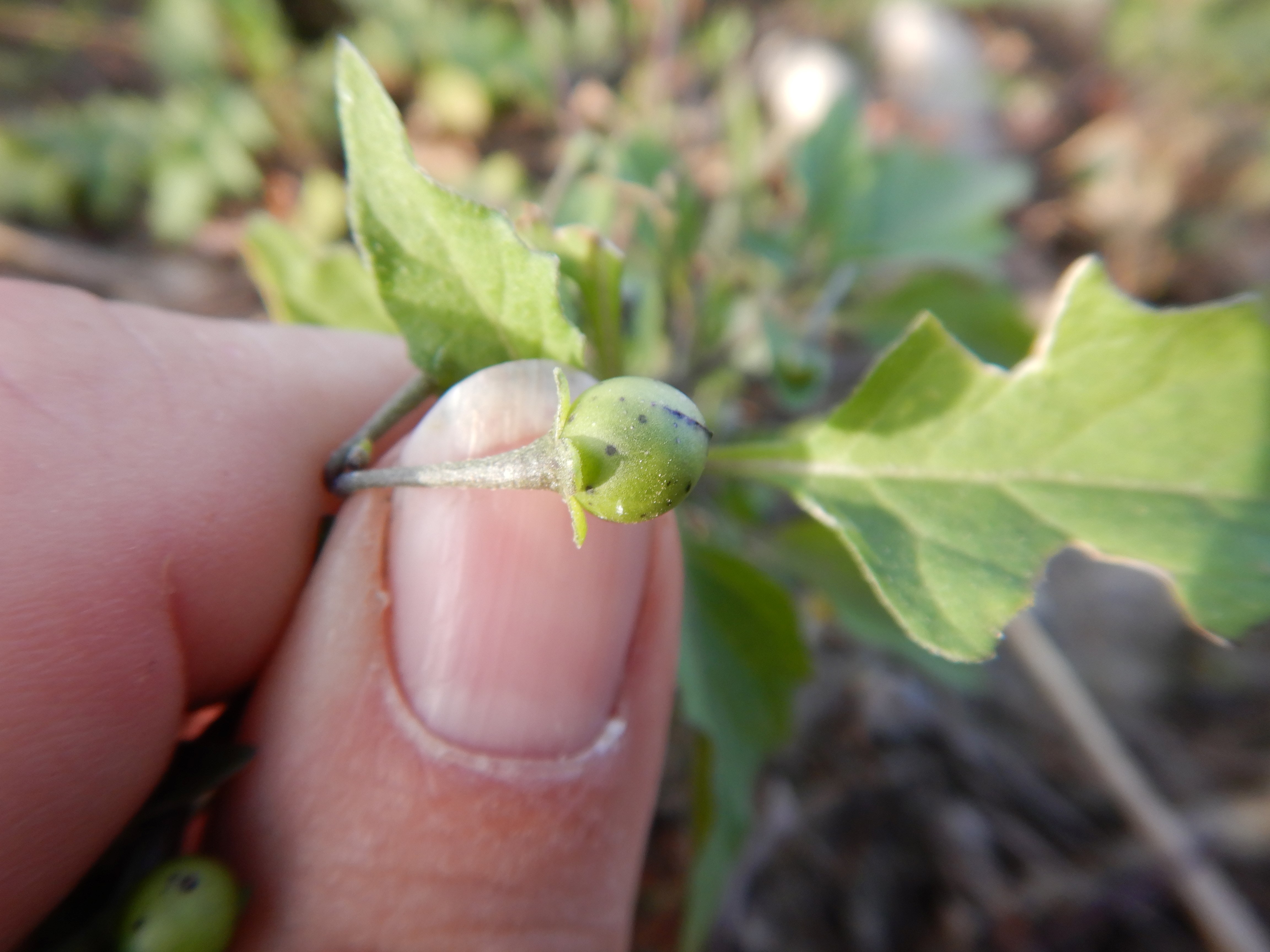 DSCN4720 Parndorf, 2023-10-21, Feuchtacker-NSG, Sutte, Solanum nigrum s.l.jpg