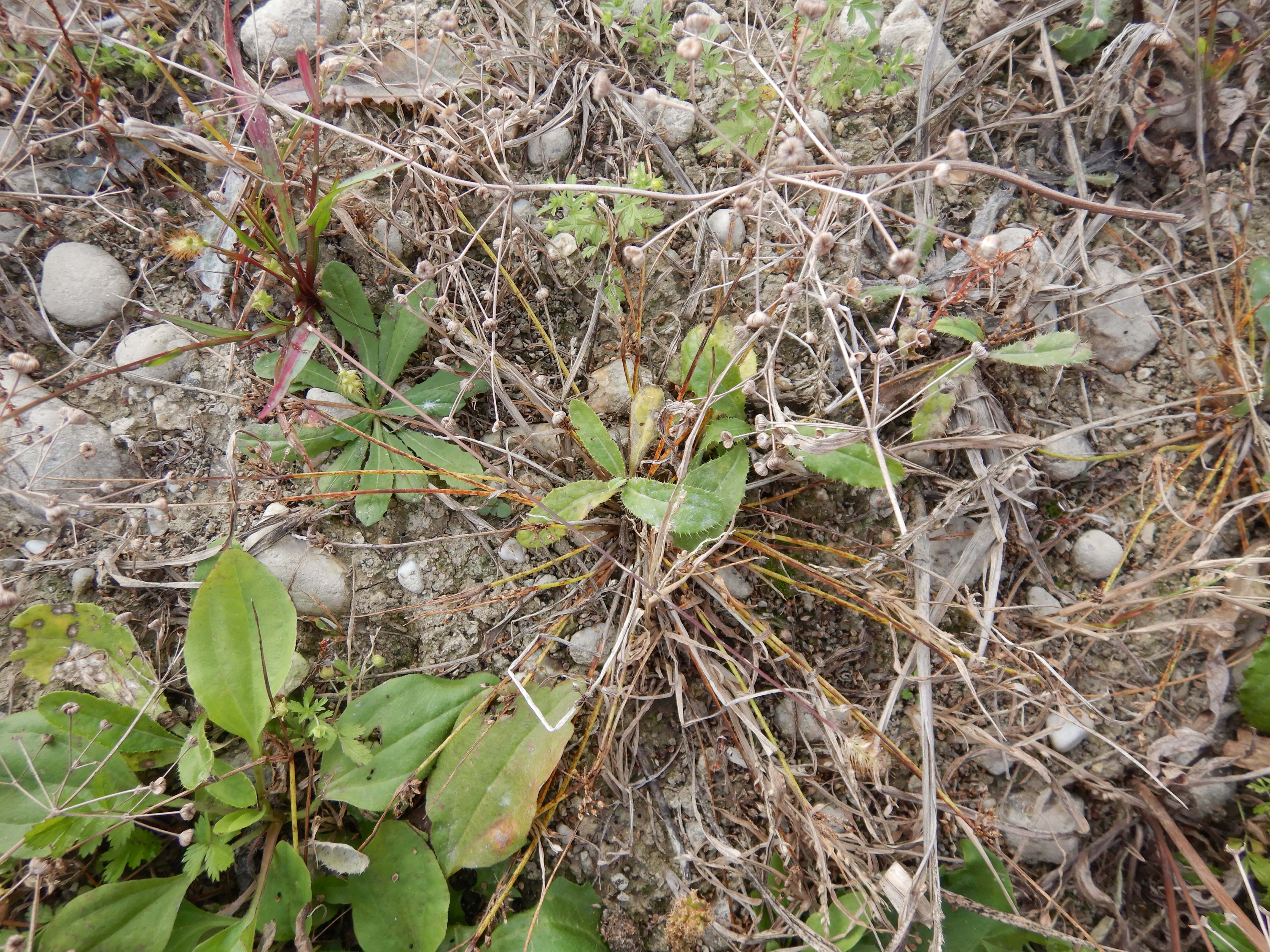 DSCN4748 Parndorf, 2023-10-21, Feuchtacker-NSG, Sutte, Schoenoplectus supinus.jpg