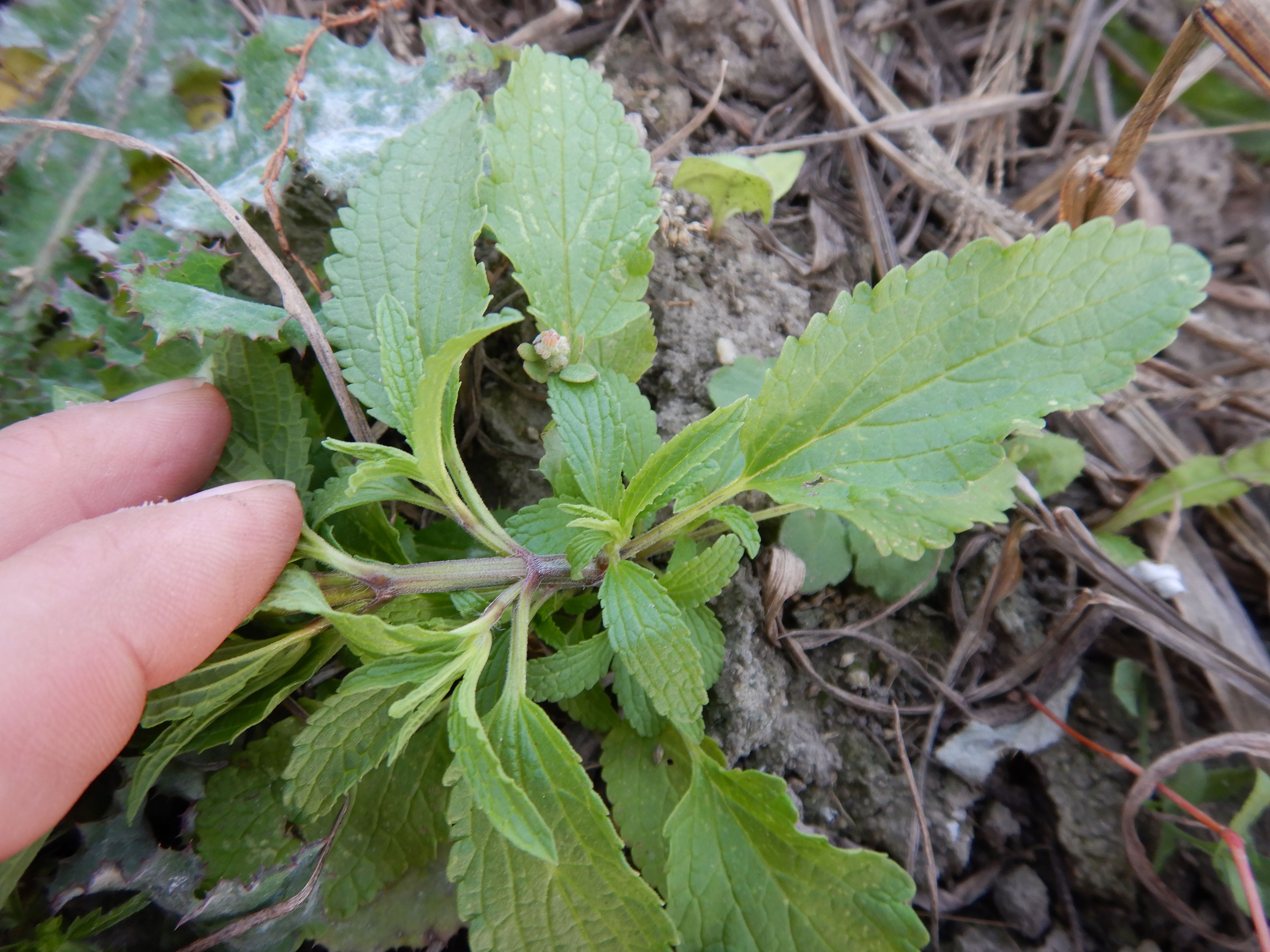 DSCN4755 Parndorf, 2023-10-21, Feuchtacker-NSG, Sutte, Stachys sp.jpg