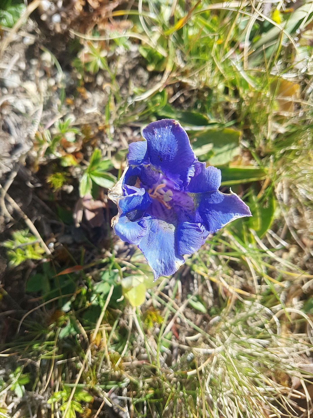 Gentiana clusii.jpg