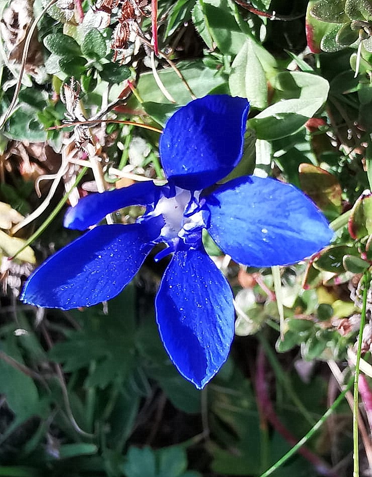 Gentiana verna.jpg