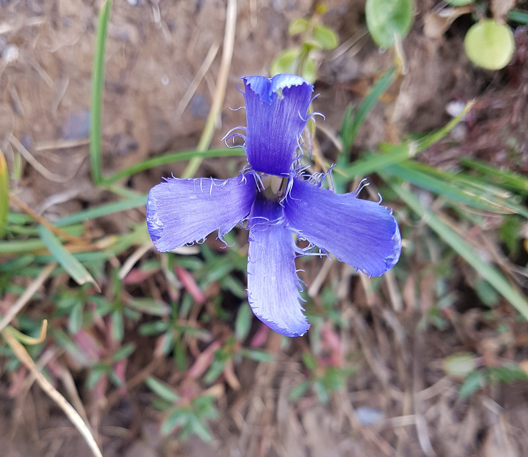 Gentianella ciliata.jpg