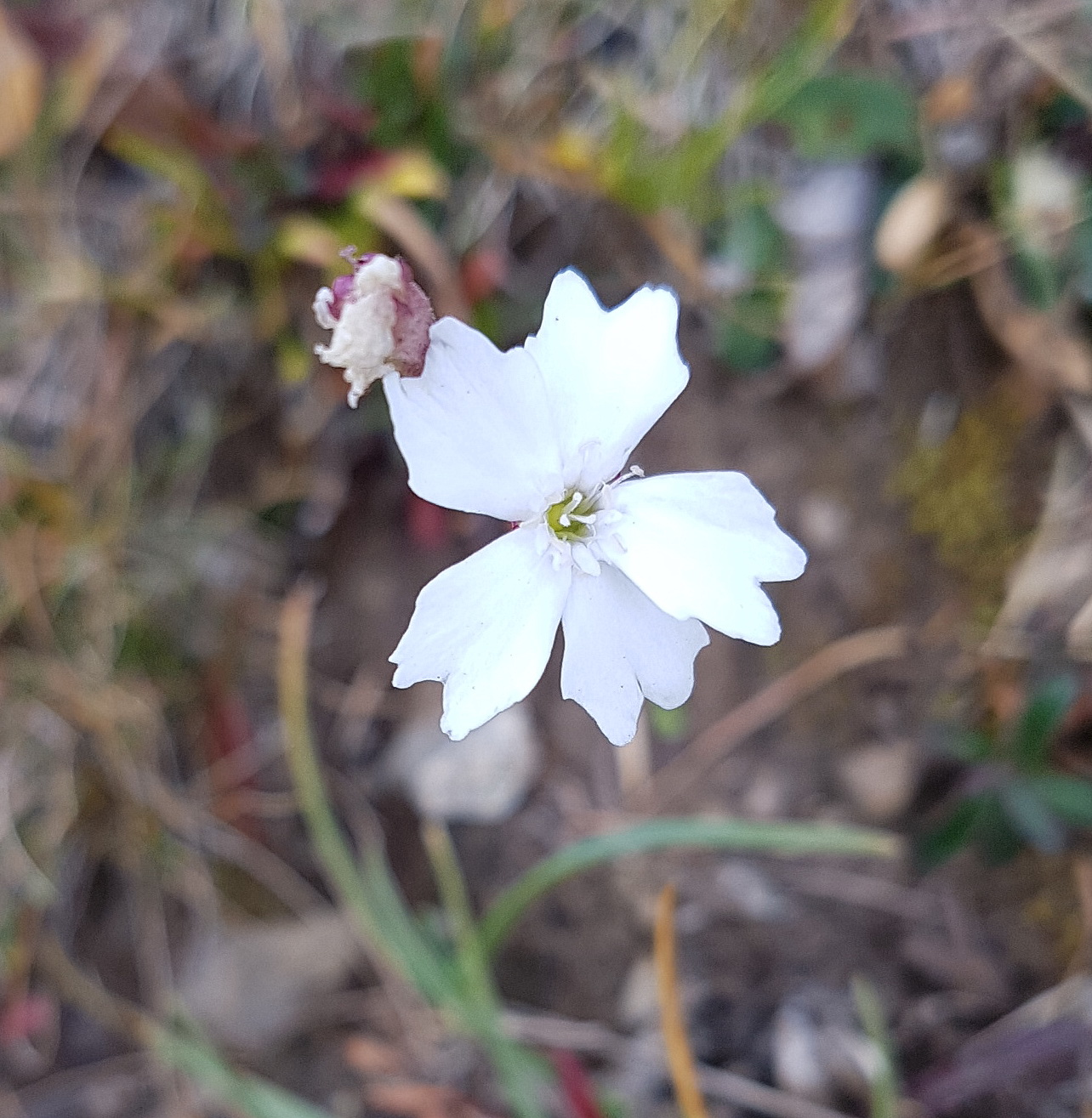 Heliosperma alpestre.jpg