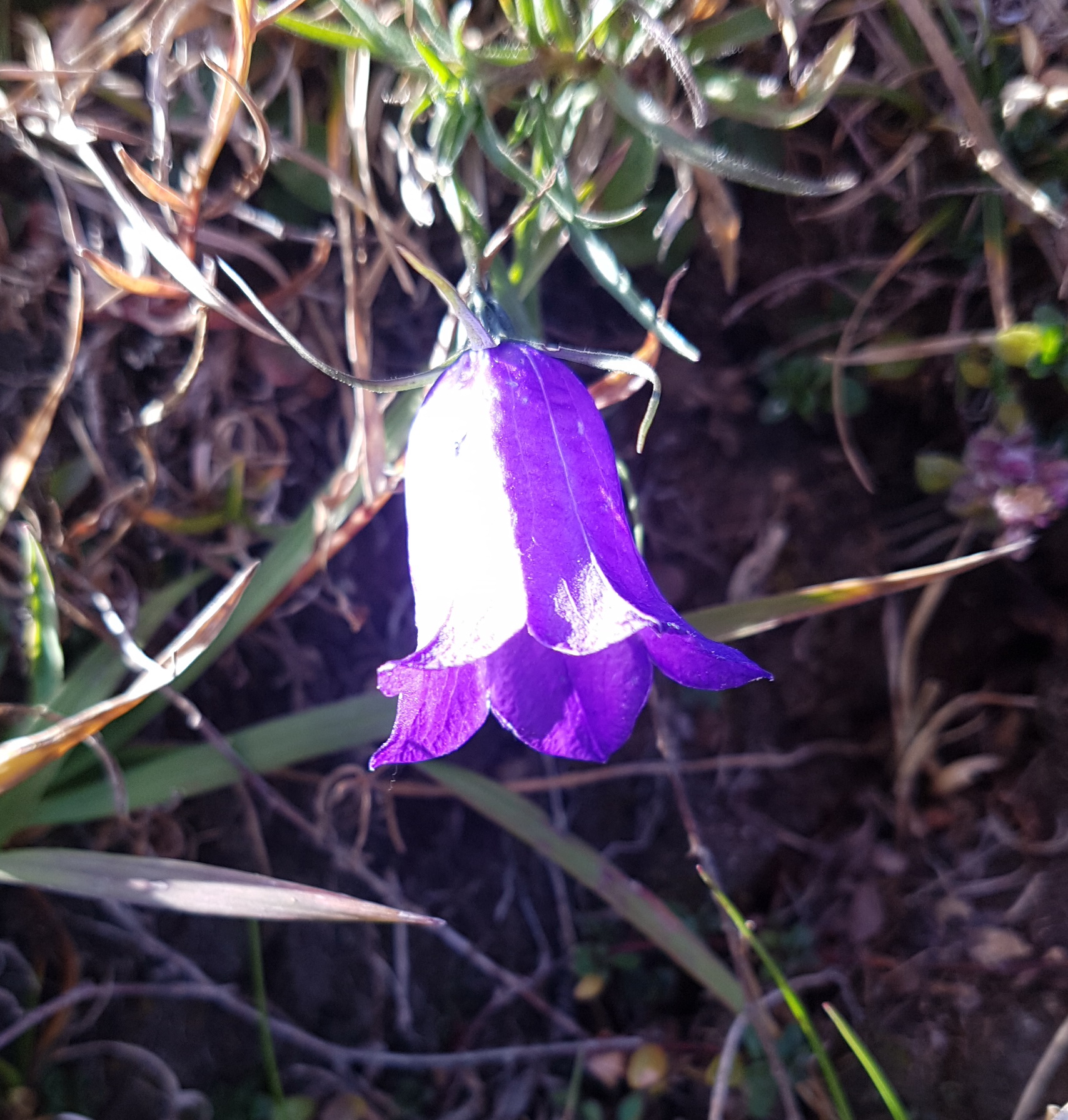 Campanula scheuchzeri.jpg