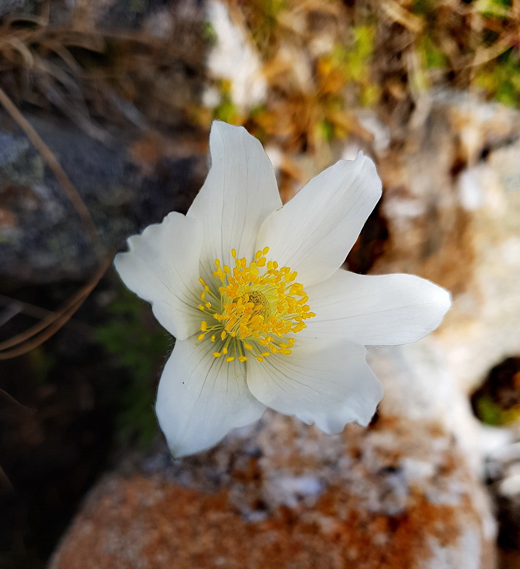 Pulsatilla alpina ssp. alba.jpg