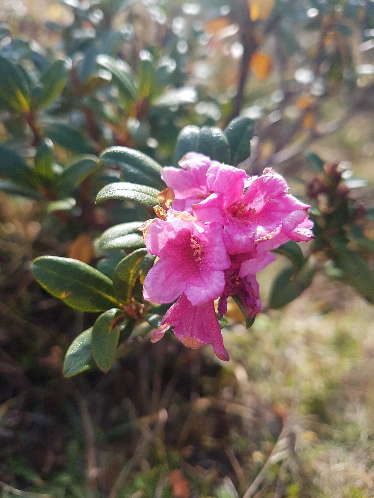 Rhododendron ferrugineum.jpg