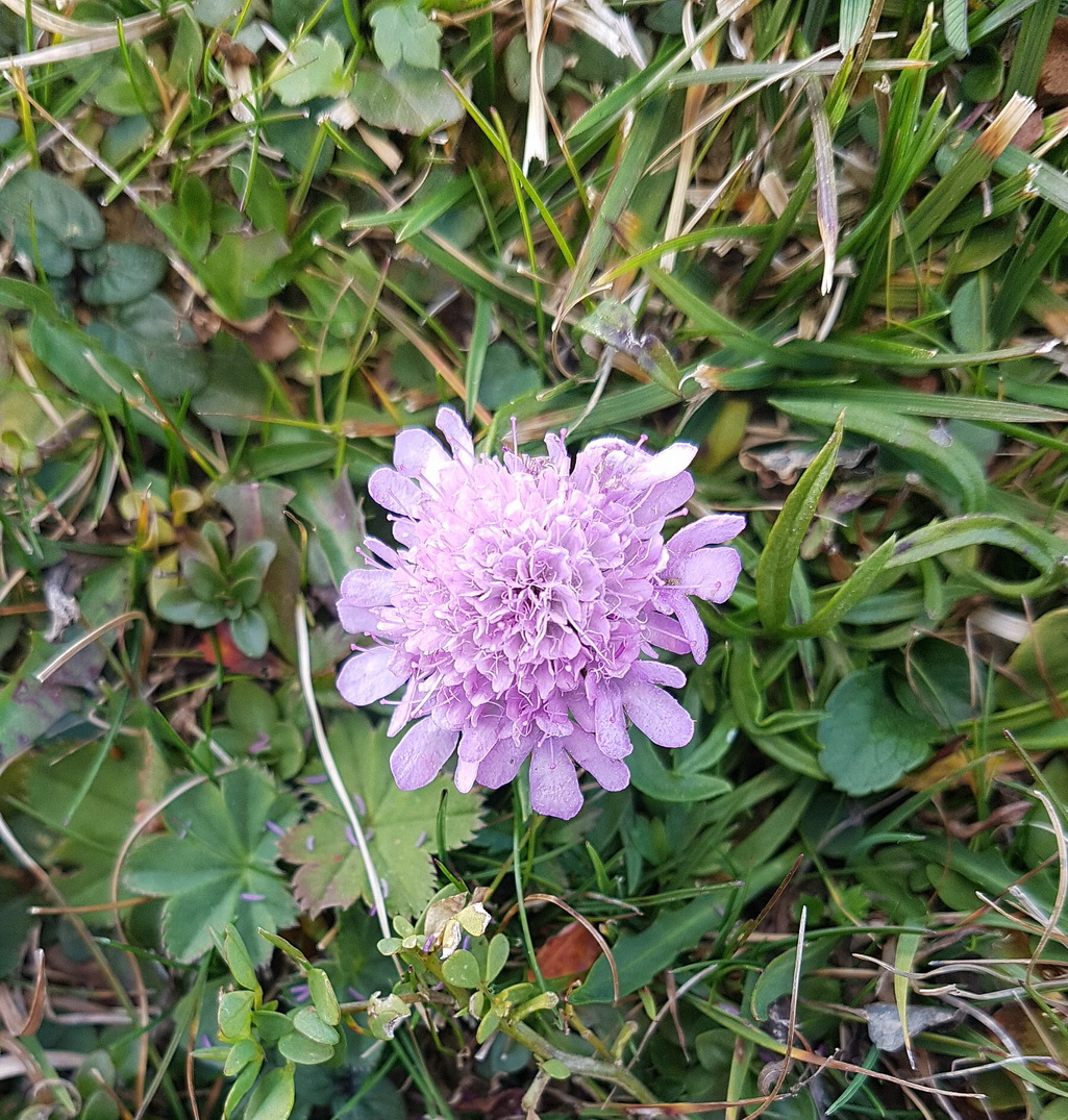 Scabiosa columbaria.jpg