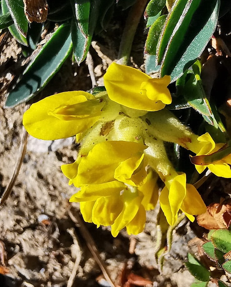 Antyllis vulneraria.jpg