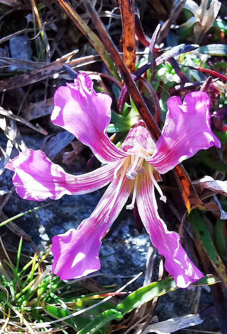 Saponaria pumilio.jpg