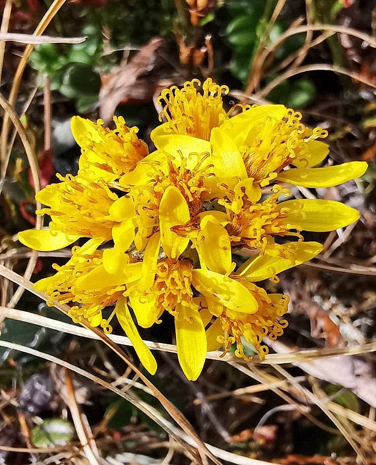 Senecio incanus ssp. carniolicus.jpg