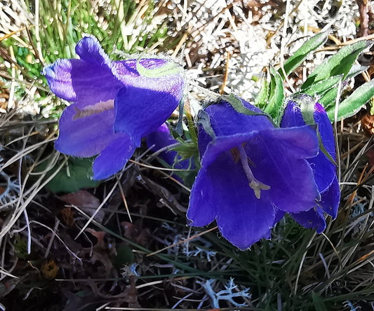 Campanula barbata.jpg