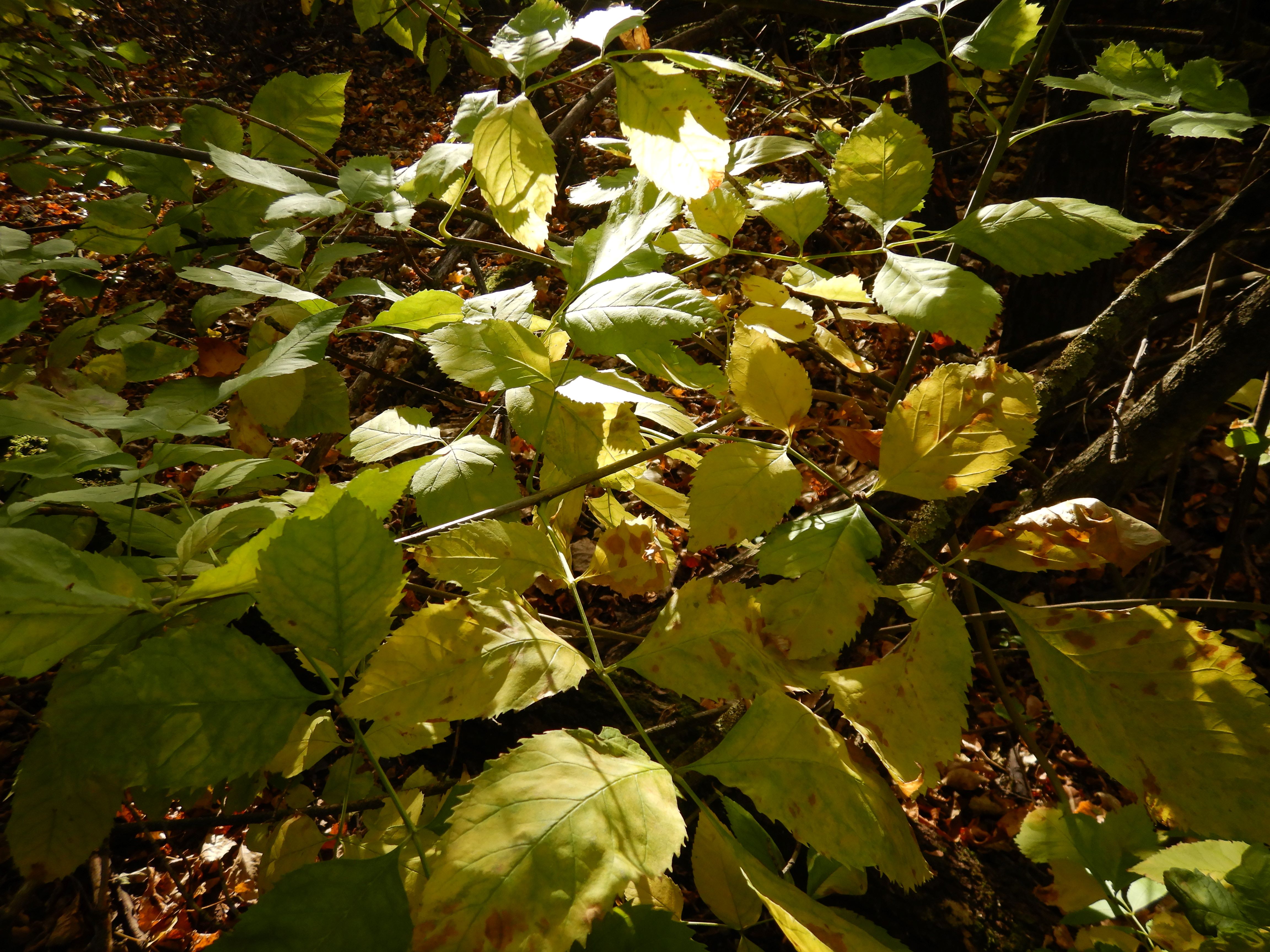 DSCN4685 parndorf-süd, quirleschenwald, fraxinus angustifolia, 2023-10-21.jpg