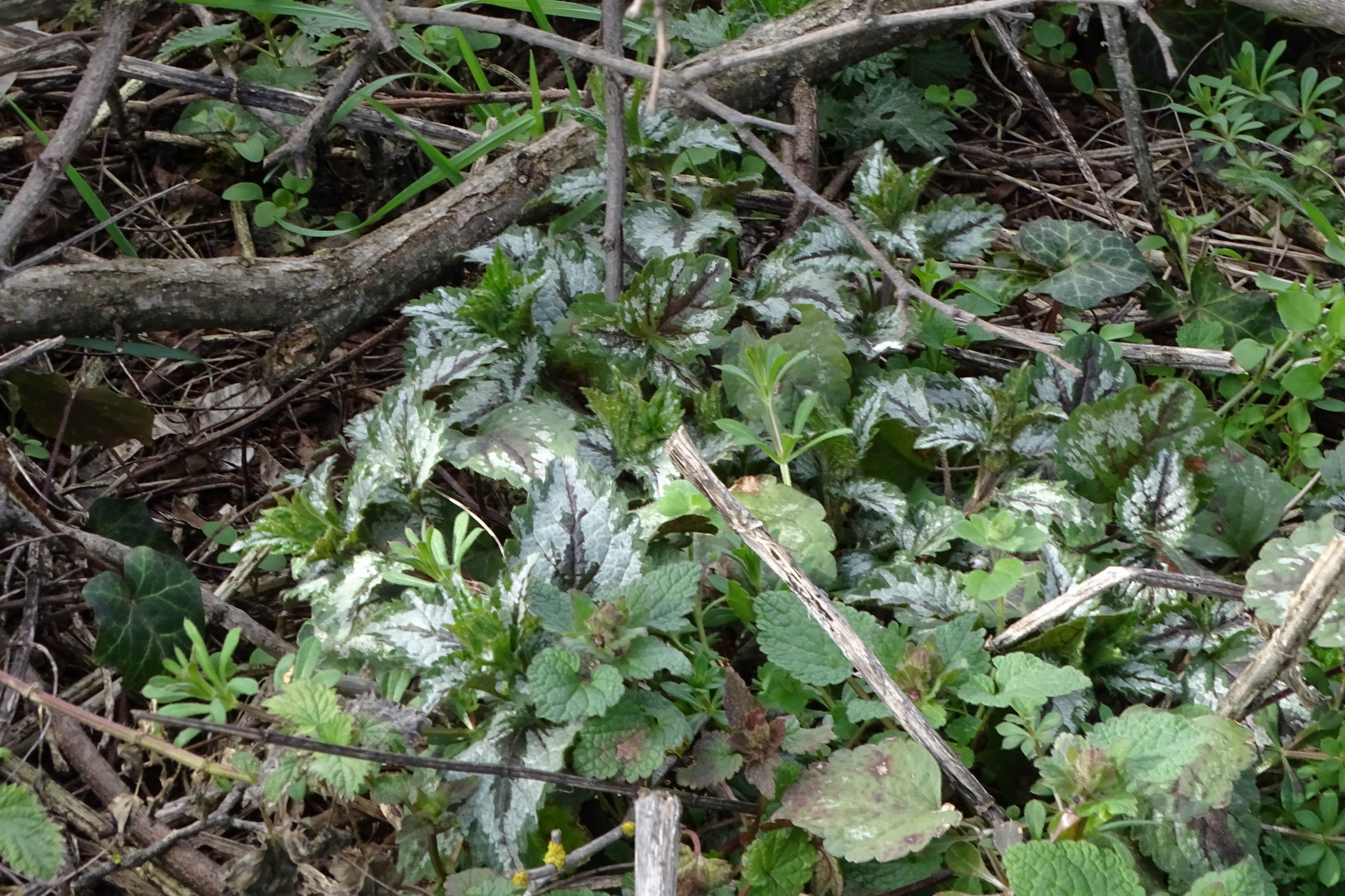 DSC00181 2023-03-15, nord prellenkirchen, lamium maculatum, galeobdolon argentatum.jpg