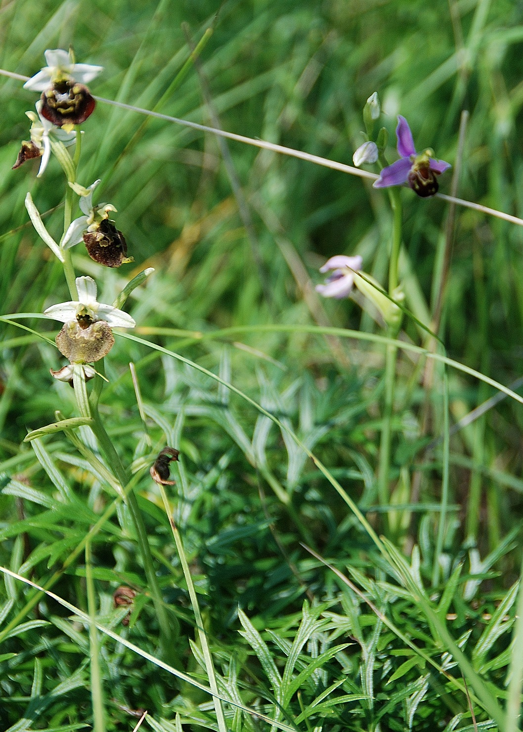 Perchtoldsdorfer _05062016_(29)-Ophrys holoserica - Hummel-Ragwurz und Ophrys apifera - Bienen-Ragwurz.JPG