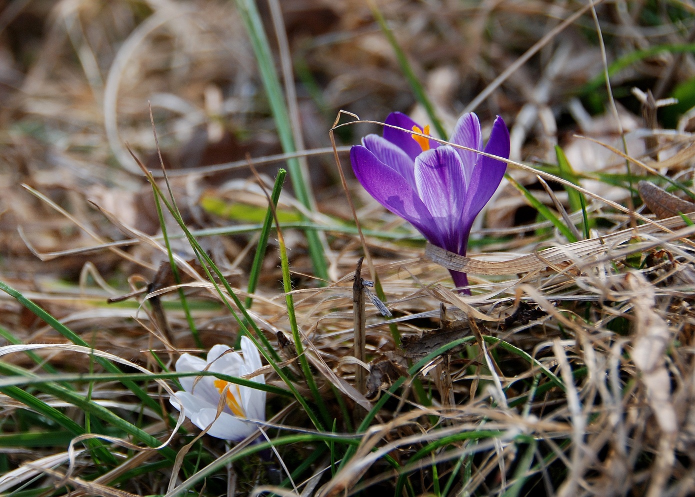 Kaltenleutgeben-17032017-(14)- Crocus purpureus - Neapel-Krokus und Crocus albiflorus - Alpen-Krokus.JPG