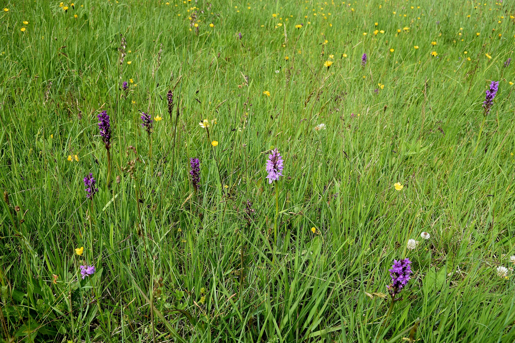 Bez. Baden, NÖ- 31052019-(94) - Dactylorhiza majalis und Dactylorhiza fuchsii.JPG