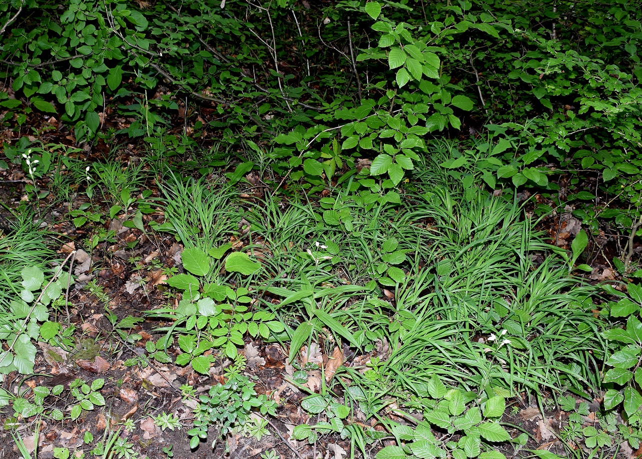 Breitenfurt-30052019-(70) - Cephalantera longifolia und Cephalantera damasonium.JPG
