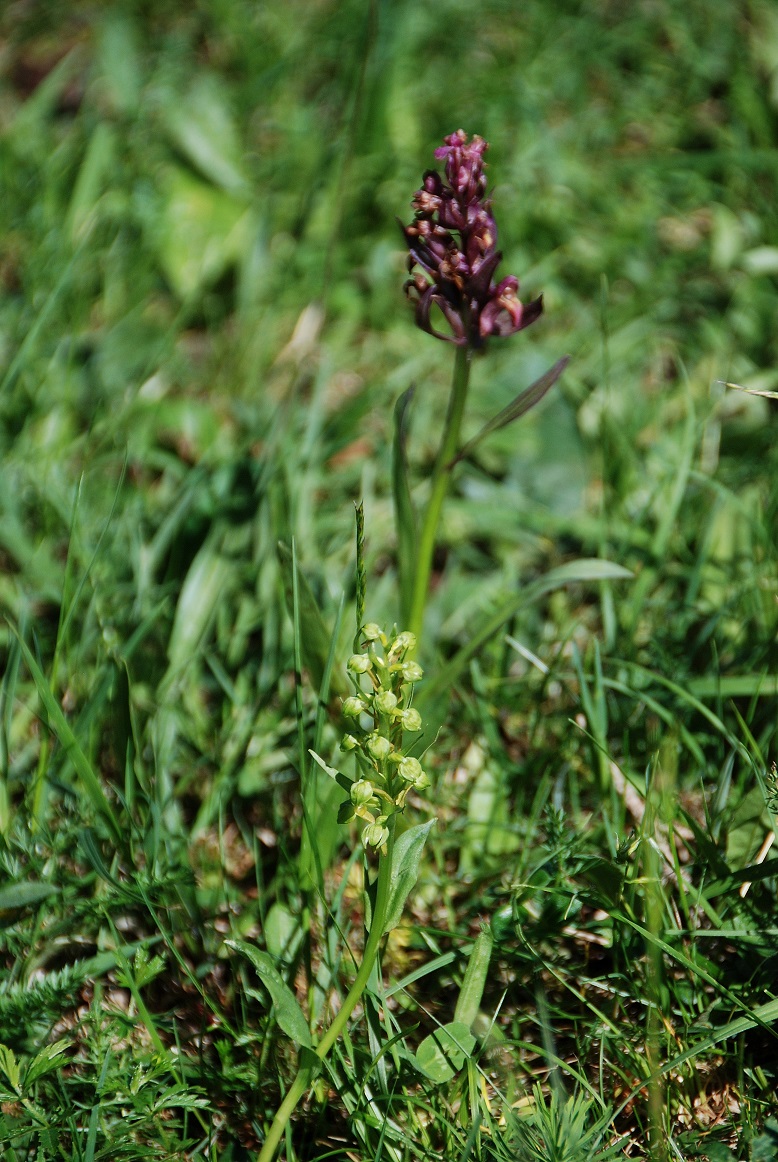 Lilienfeld  - 11062017-(53) - Dactylorhiza viridis - Hohlzunge und Dactylorhiza sambucina - Holunder-Fingerwurz.JPG