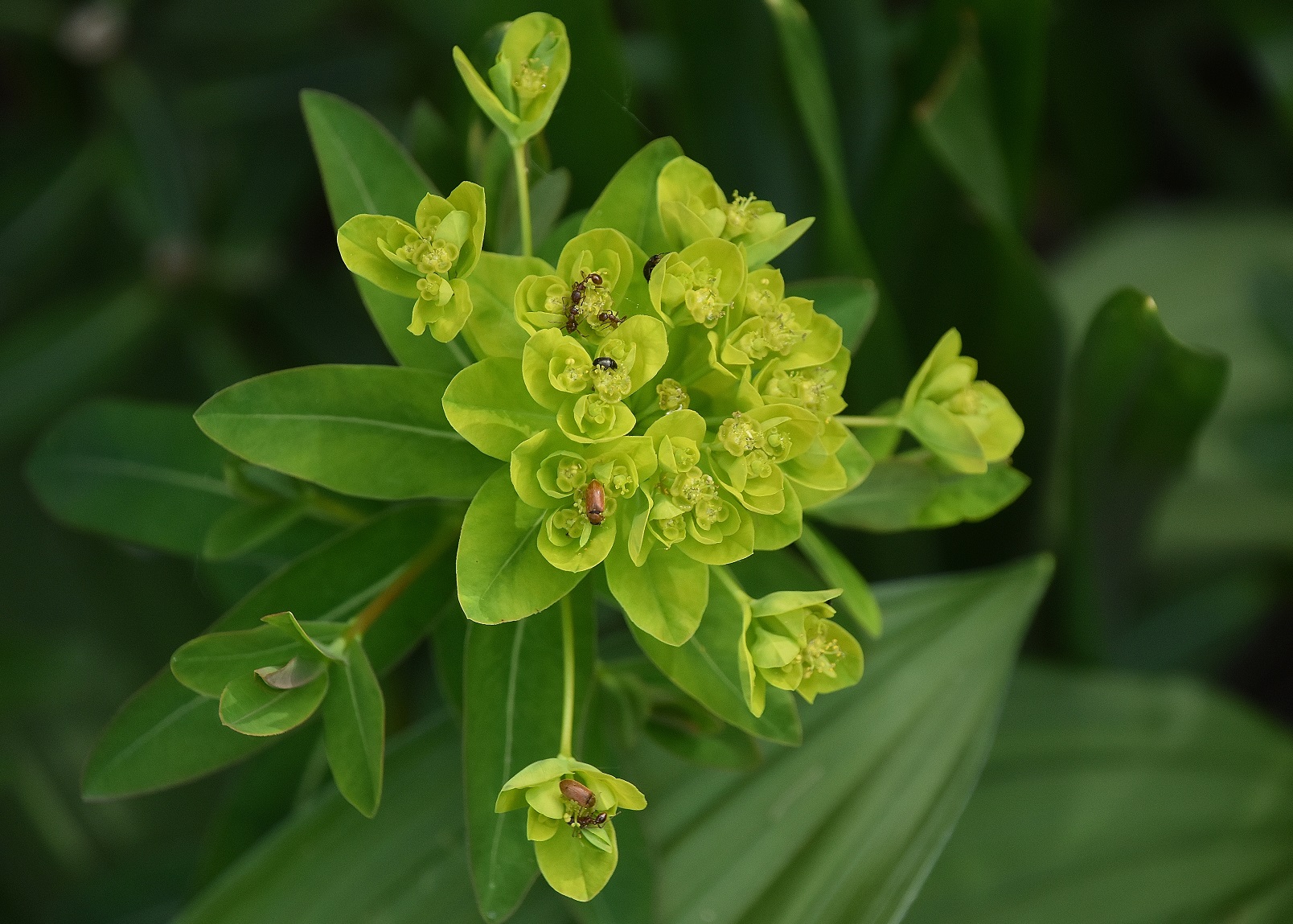 Bgld - 09052023 - (13) - Euphorbia palustris - Sumpf-Wolfsmilch.JPG