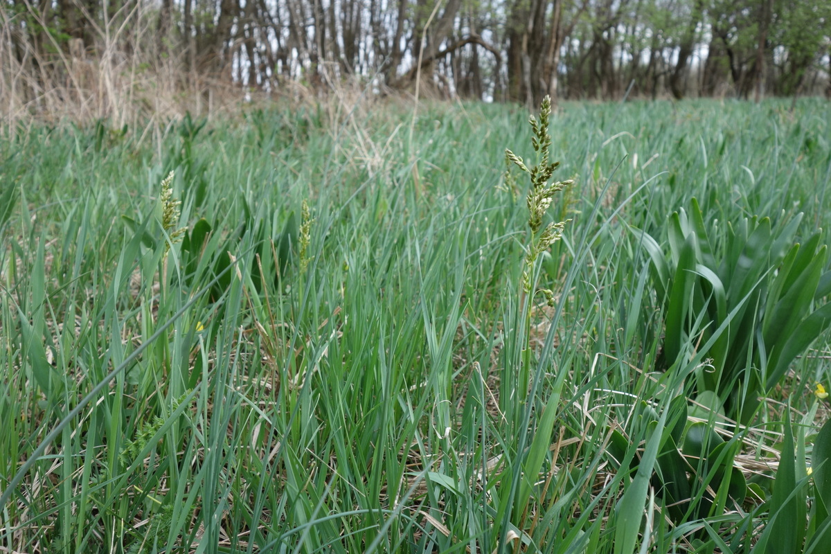 Hierochloe repens_Marchegg_Stierwiese_20170406.JPG