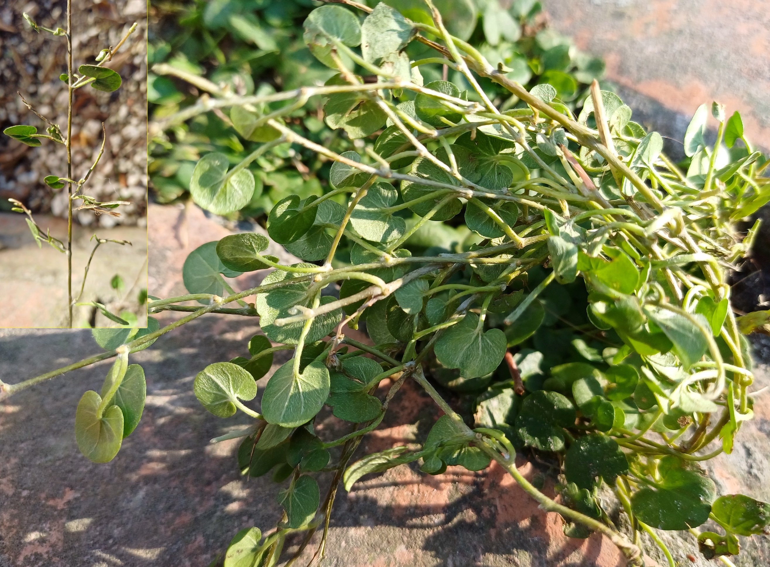 cf. dichondra micrantha altstadt venedig 20231103_143633.jpg