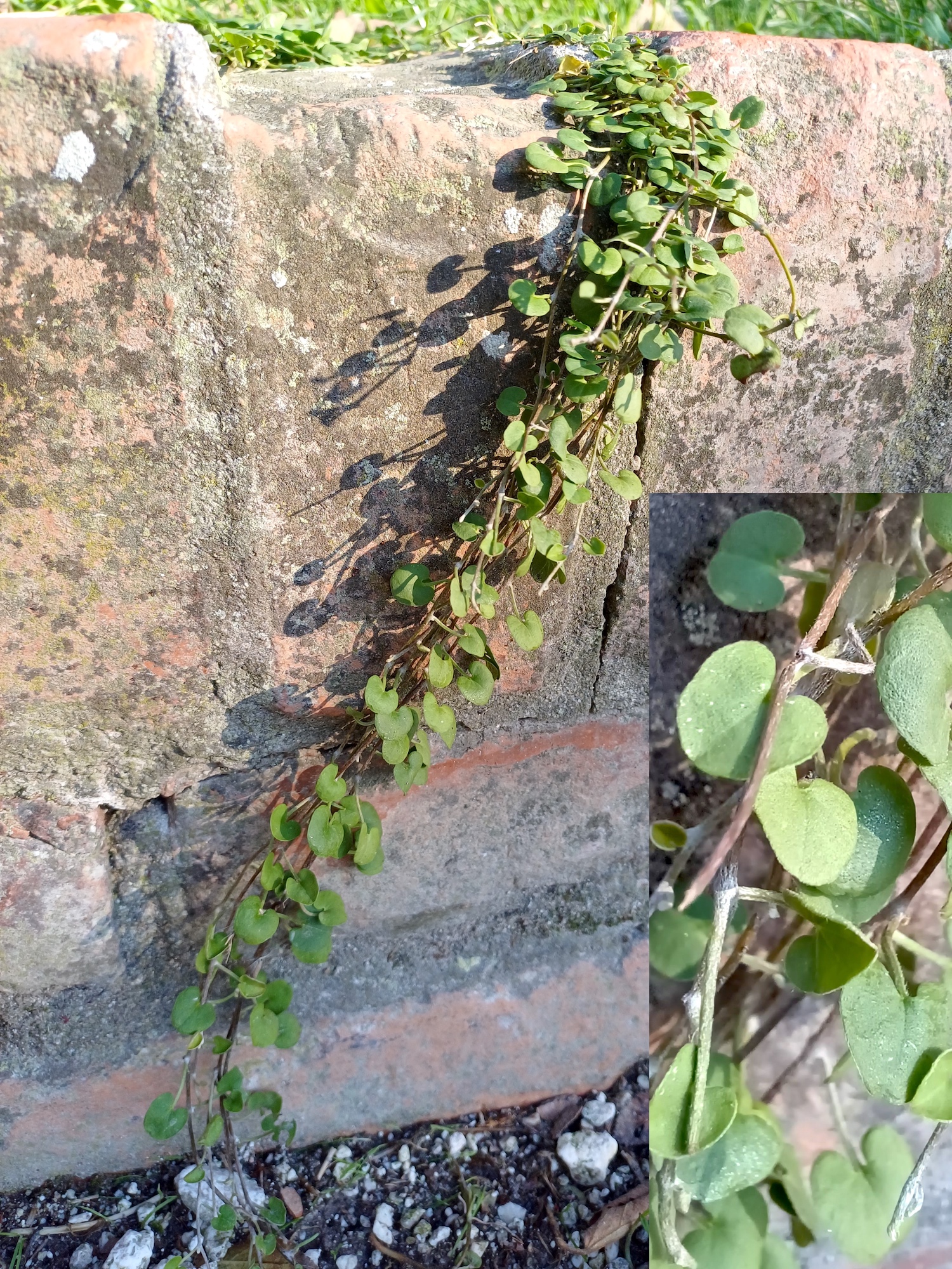 cf. dichondra micrantha altstadt venedig 20231103_143555.jpg