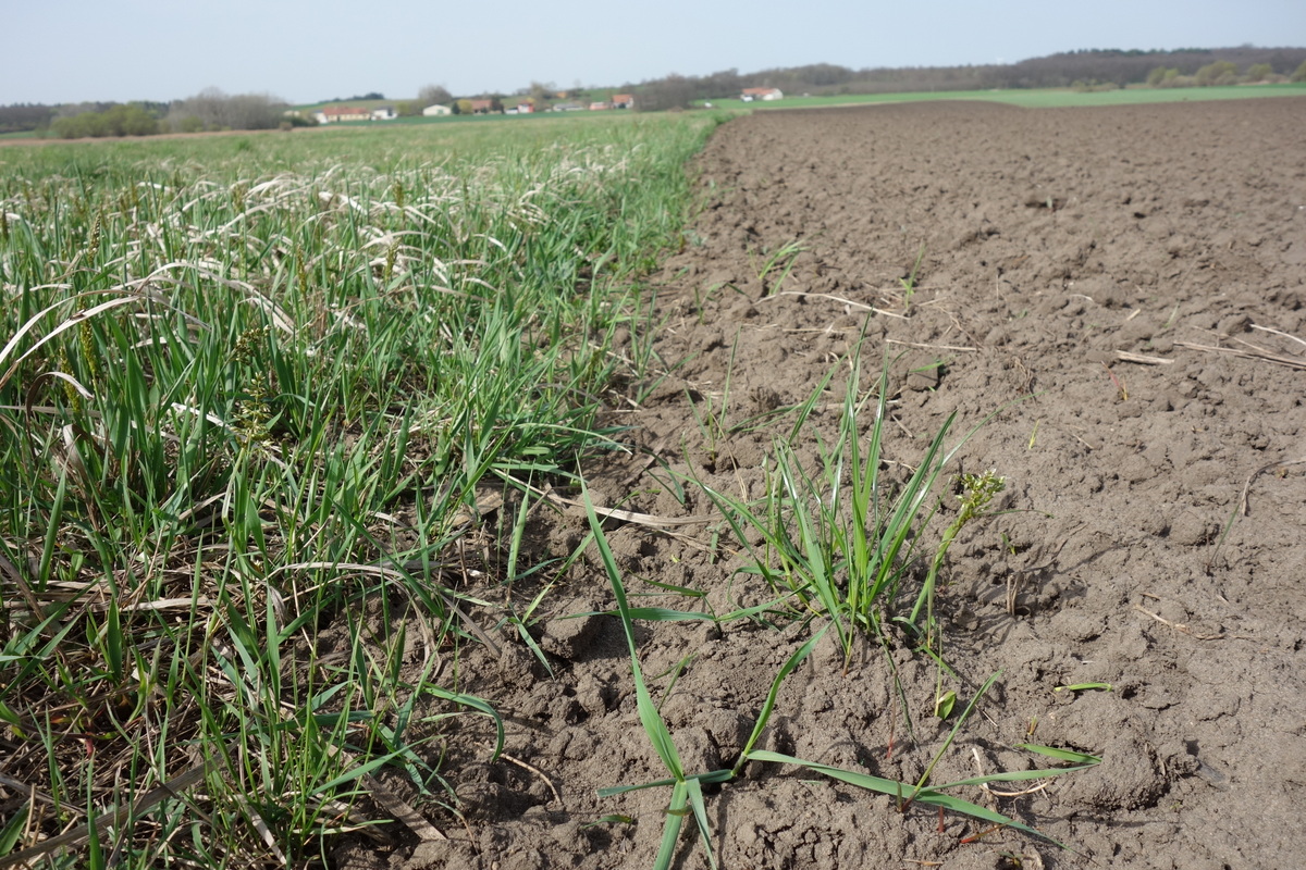 Hierochloe repens_Marchegg_Lange Luß NE-Teil_20180412.JPG