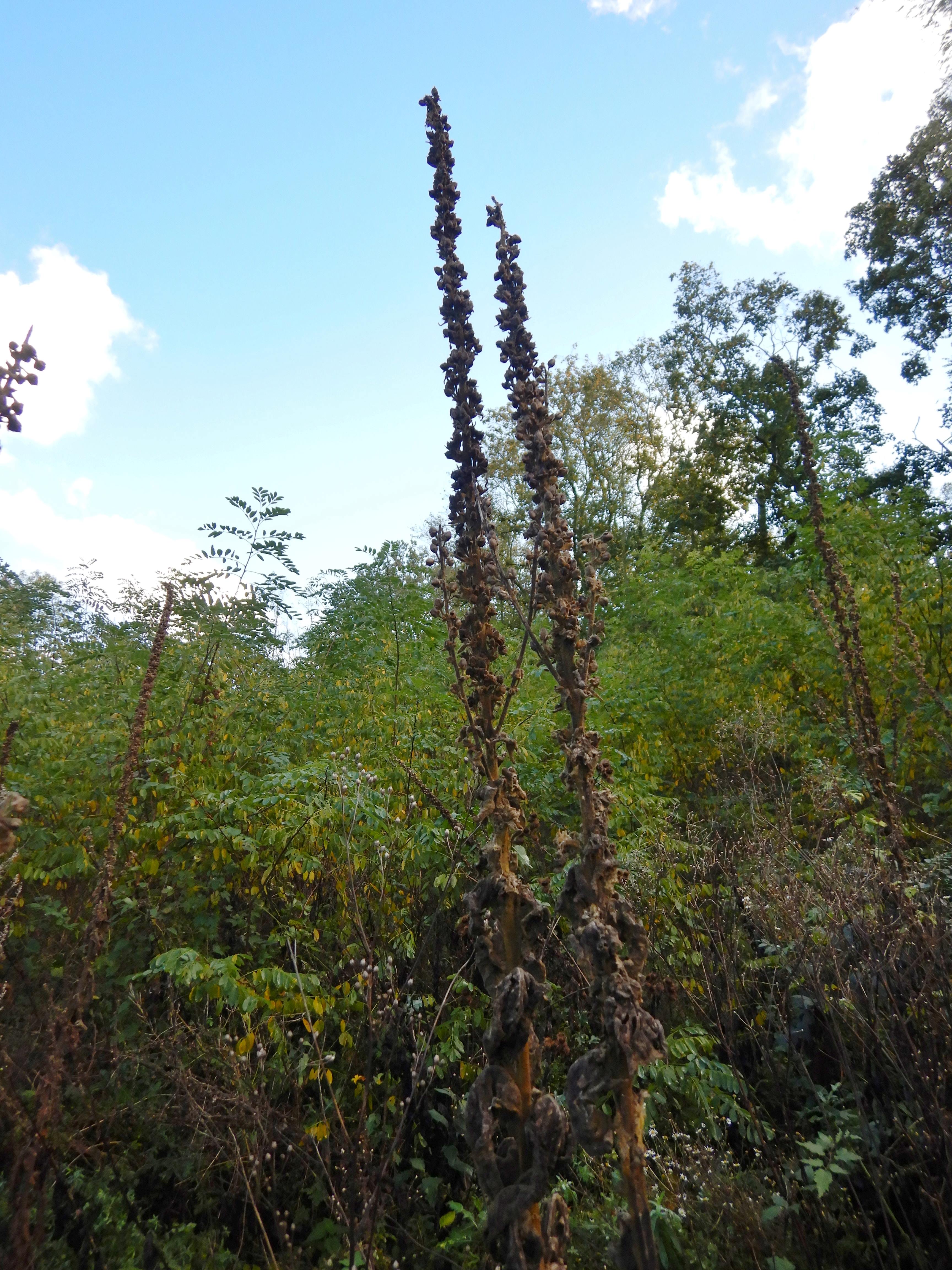 DSCN5950 verbascum cf. thapsus x phlomoides, NSG Zurndorfer Eichenwald, 2023-11-04.jpg