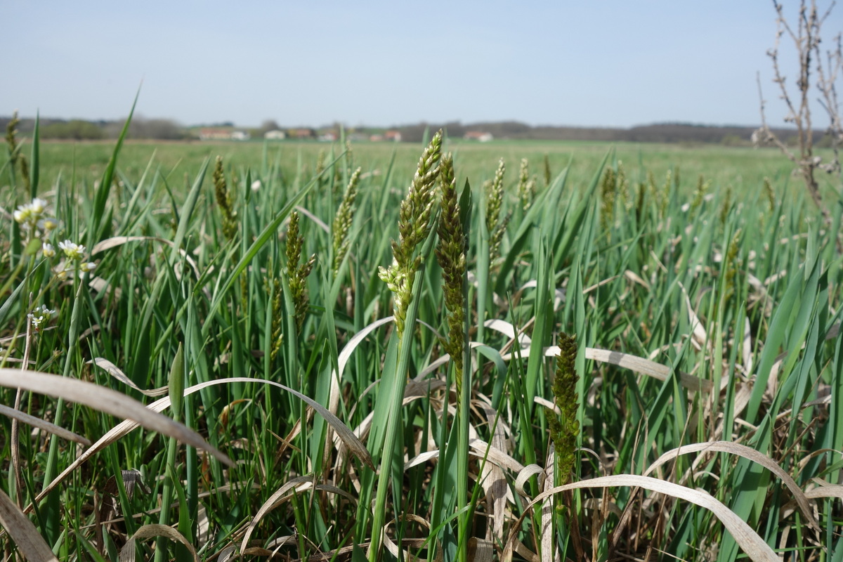 Hierochloe repens_Marchegg_Lange Luß NE-Teil_20180412-003.JPG