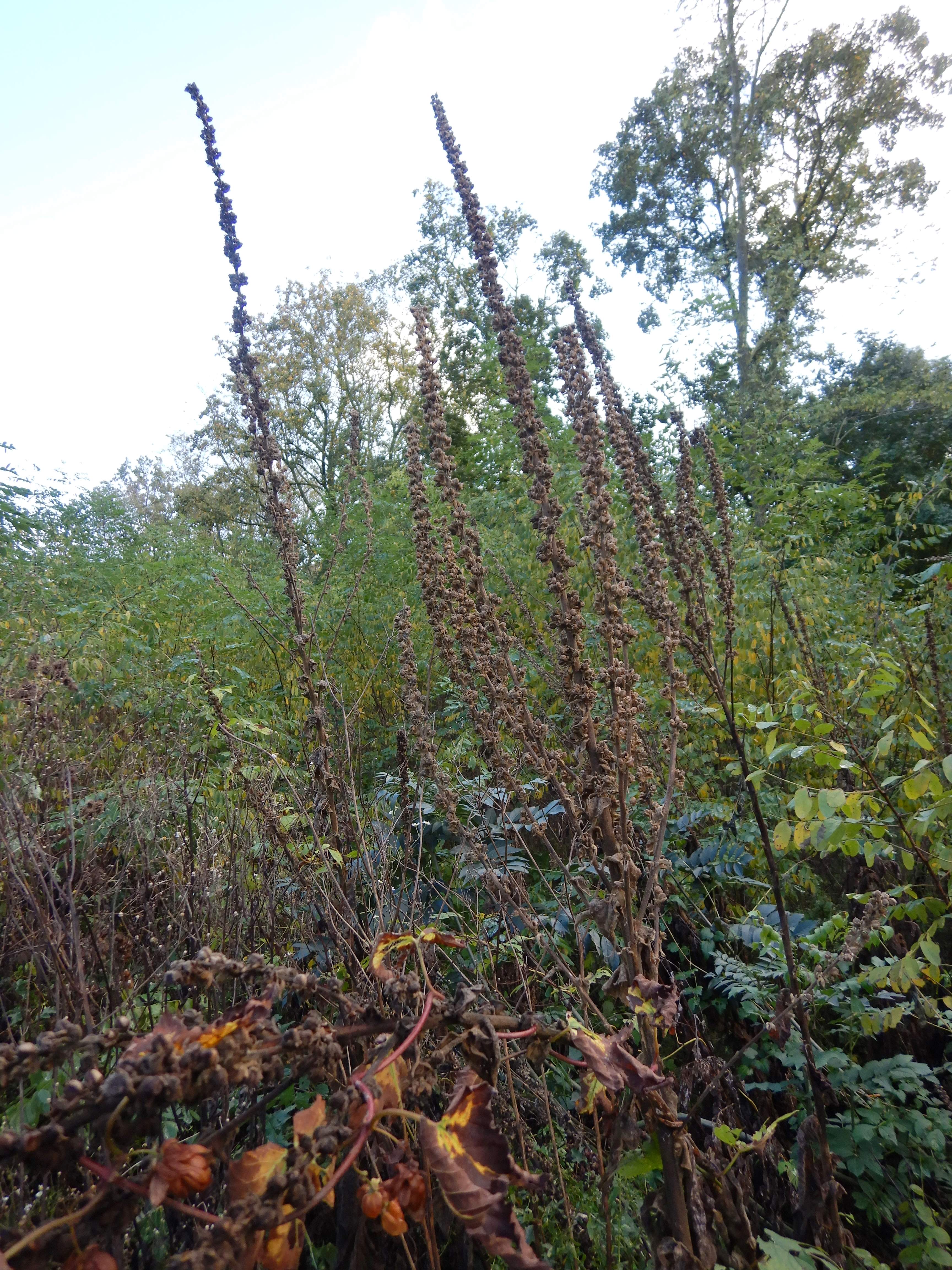 DSCN5953 verbascum cf. thapsus x phlomoides, NSG Zurndorfer Eichenwald, 2023-11-04.jpg