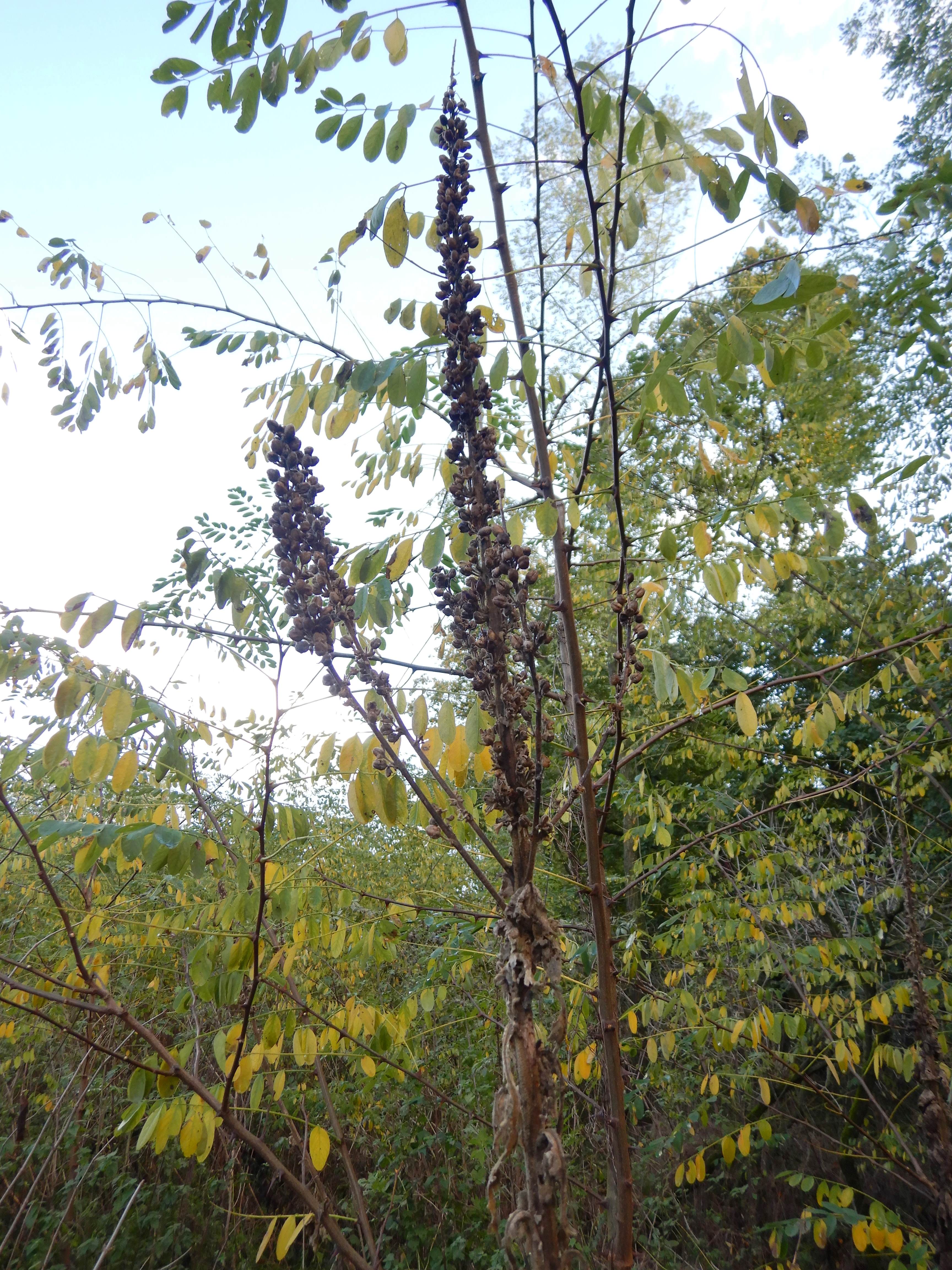 DSCN5955 verbascum cf. thapsus x phlomoides, NSG Zurndorfer Eichenwald, 2023-11-04.jpg