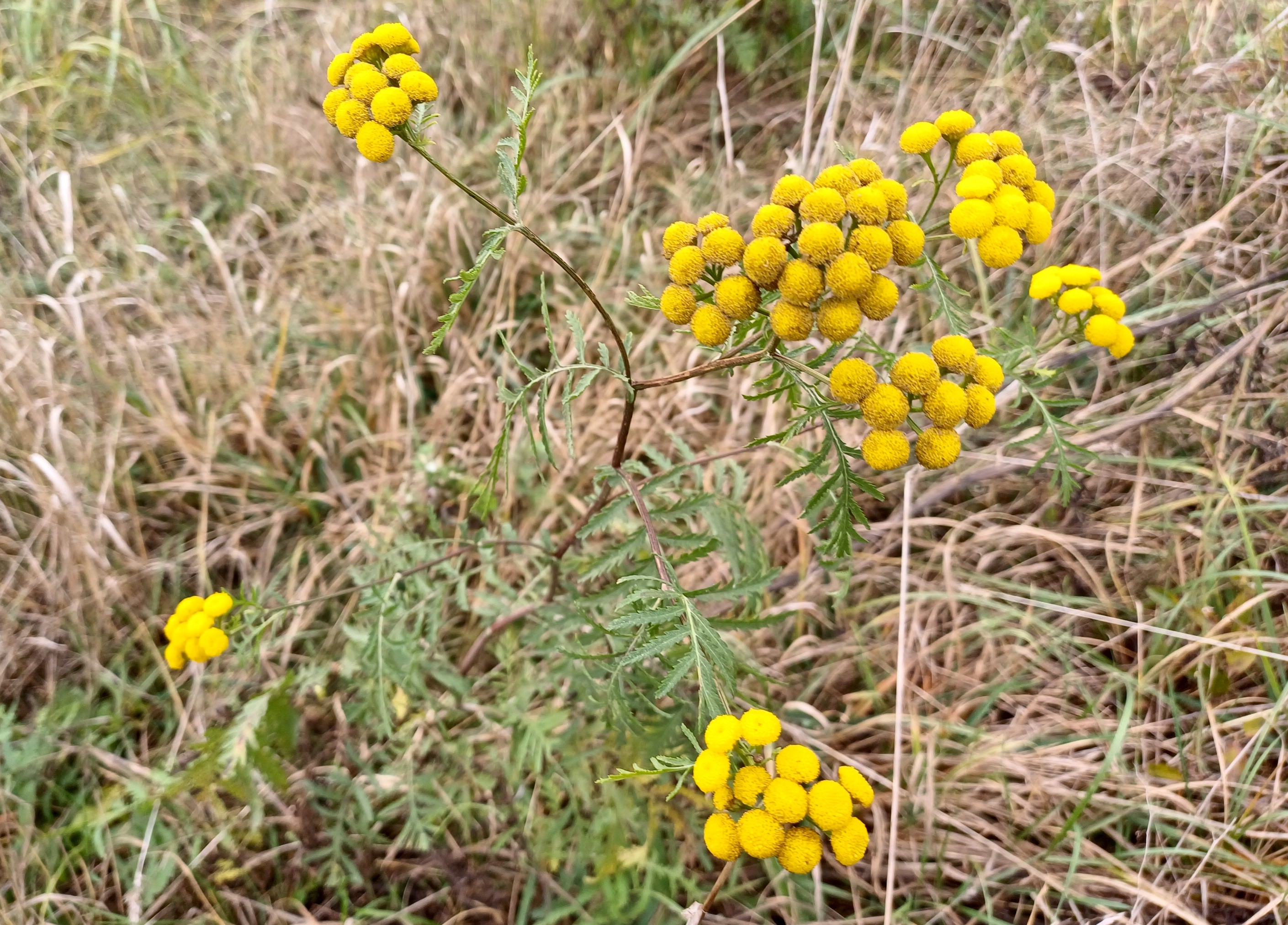 tanacetum vulgare rauchenwarth 20231111_112510.jpg