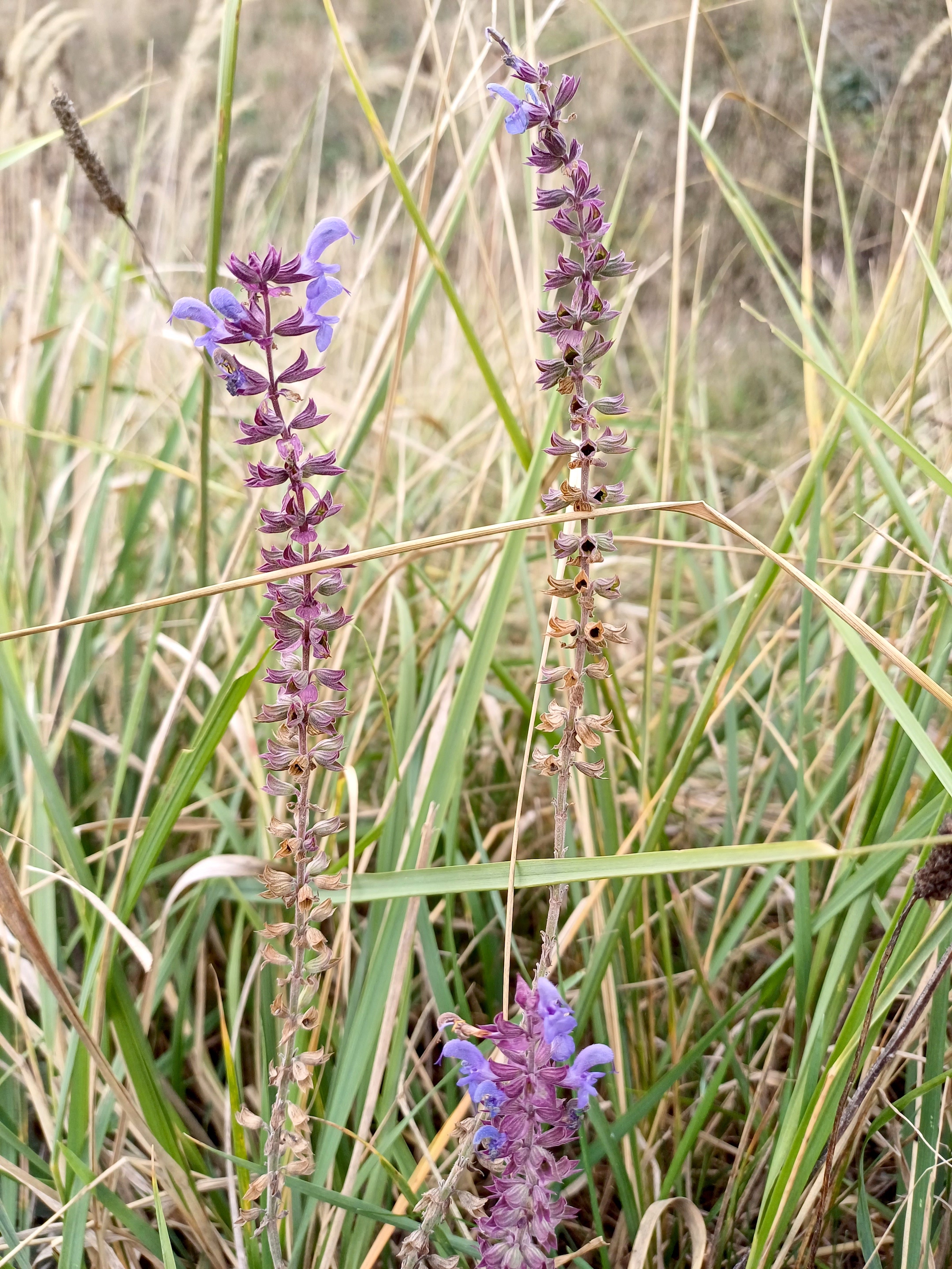 salvia nemorosa rauchenwarth 20231111_112701.jpg